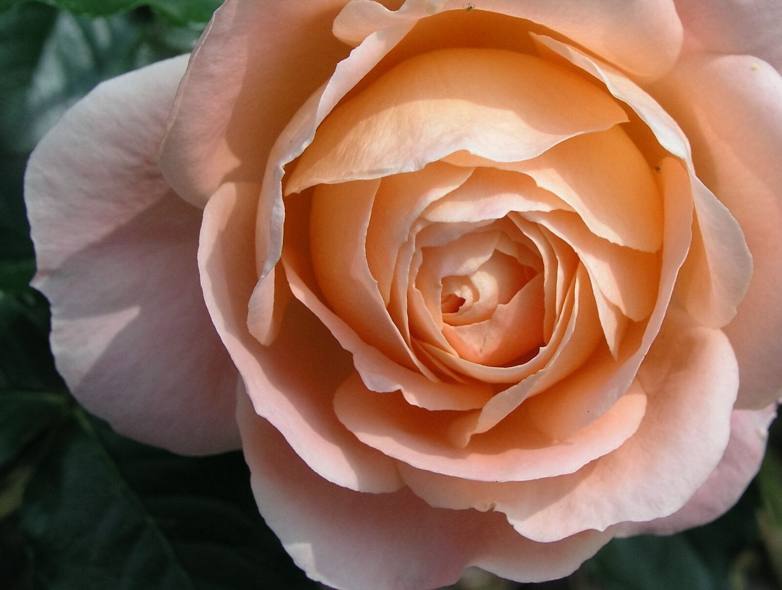 Olympus C5050Z sample photo. Flower, bloom, rose photography