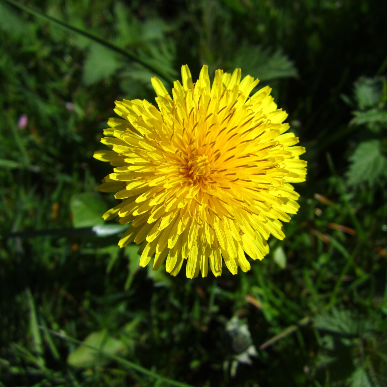 Canon PowerShot ELPH 100 HS (IXUS 115 HS / IXY 210F) sample photo. Dendelion, dandelion, yellow flower photography