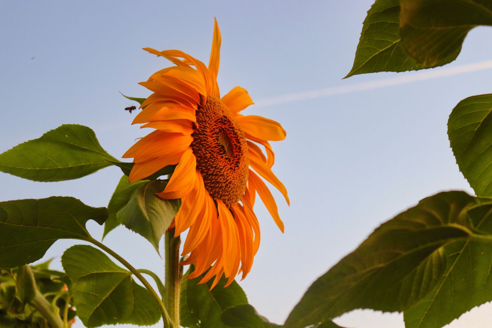 Canon EOS 200D (EOS Rebel SL2 / EOS Kiss X9) sample photo. Sunflower, autumn, flower photography