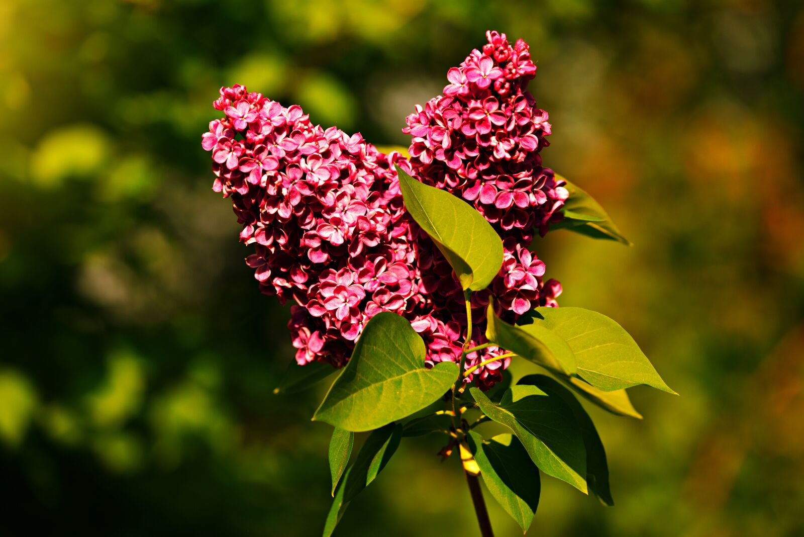 Nikon D750 sample photo. Common lilac, flower, plant photography