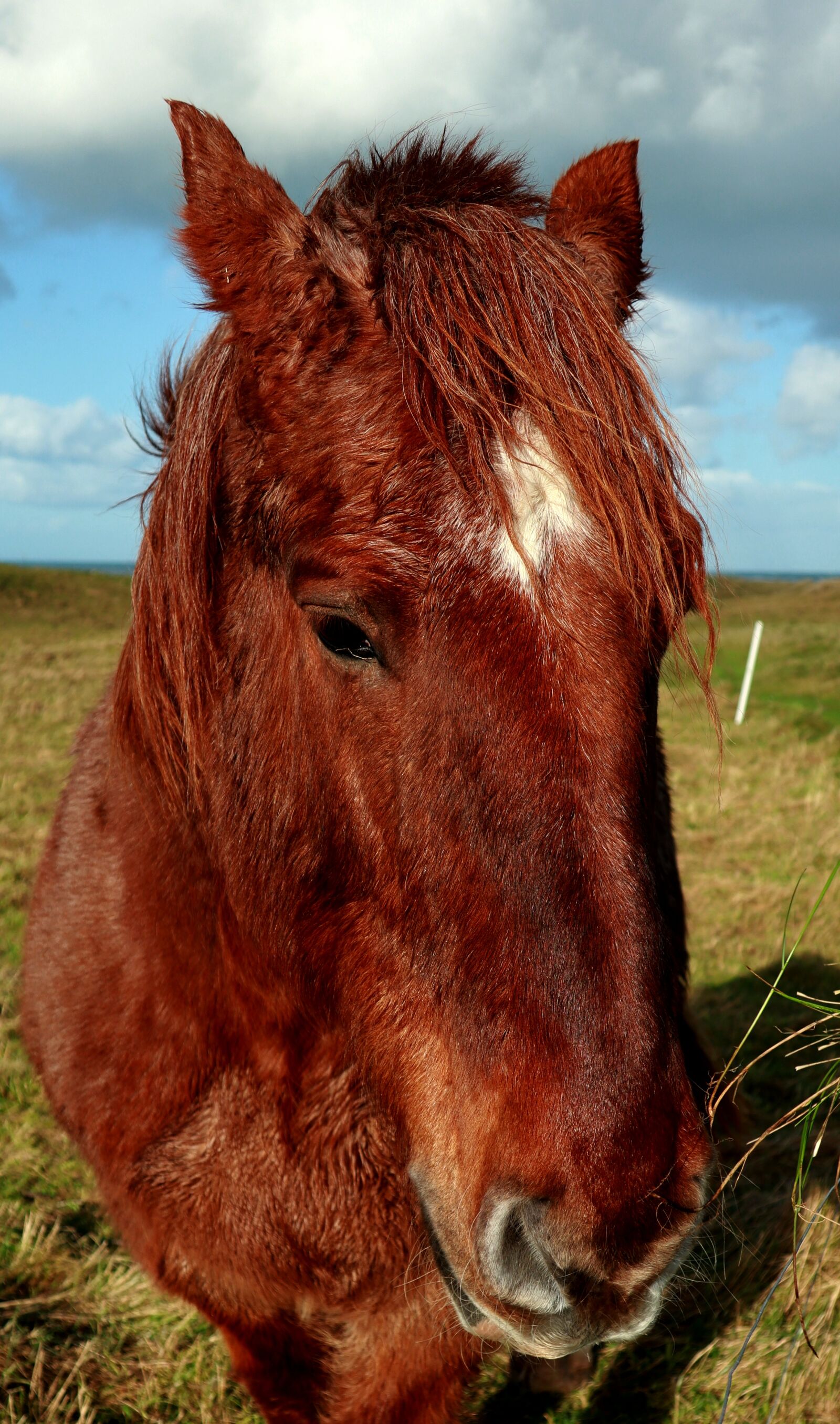 Canon PowerShot G1 X Mark III sample photo. Animal, horse, head photography