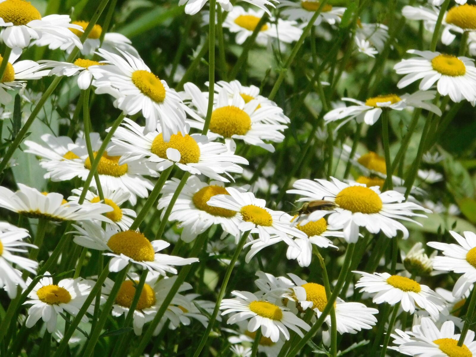 Nikon Coolpix B500 sample photo. Daisy, flower, white photography