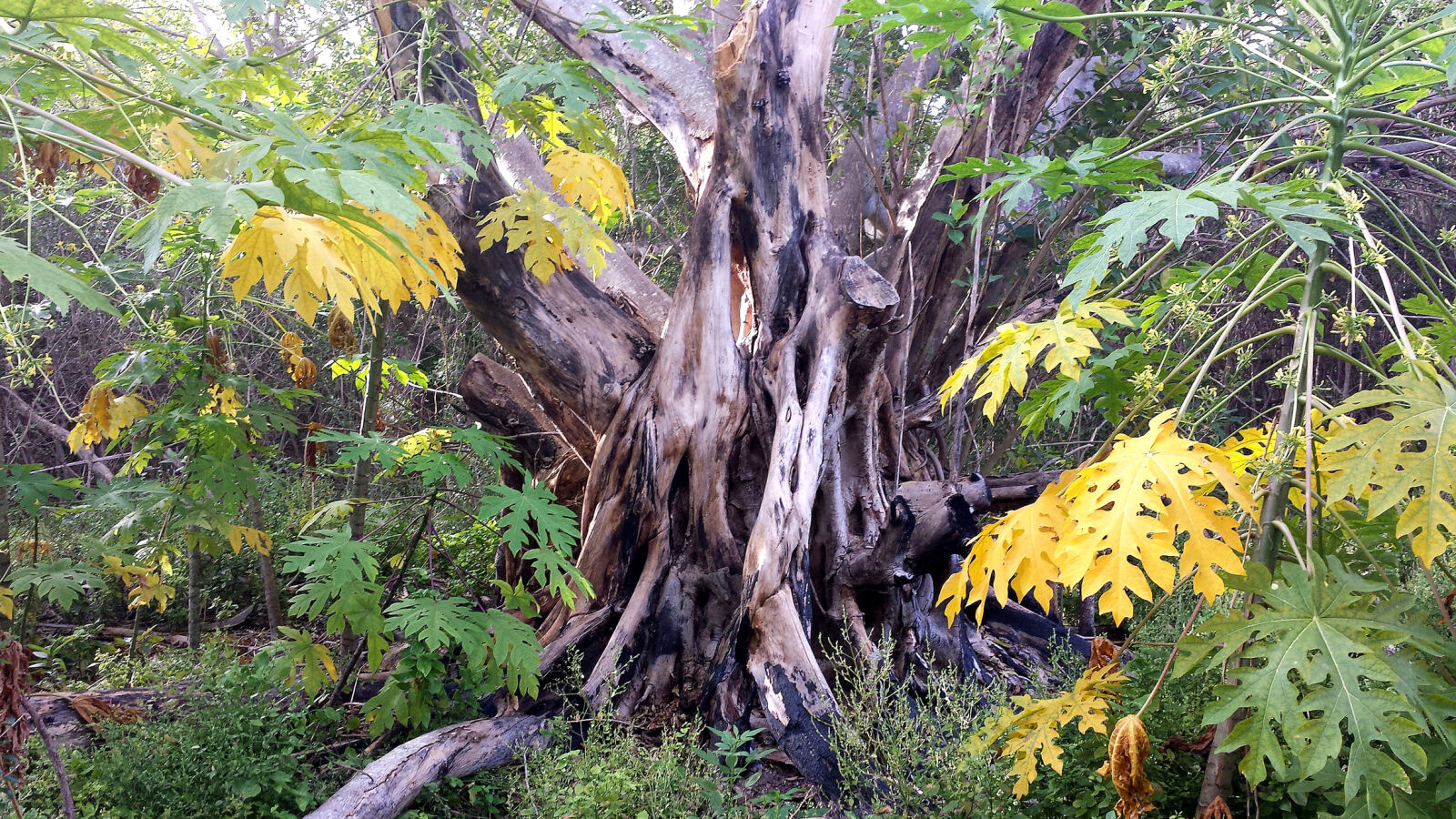 Samsung Galaxy S4 sample photo