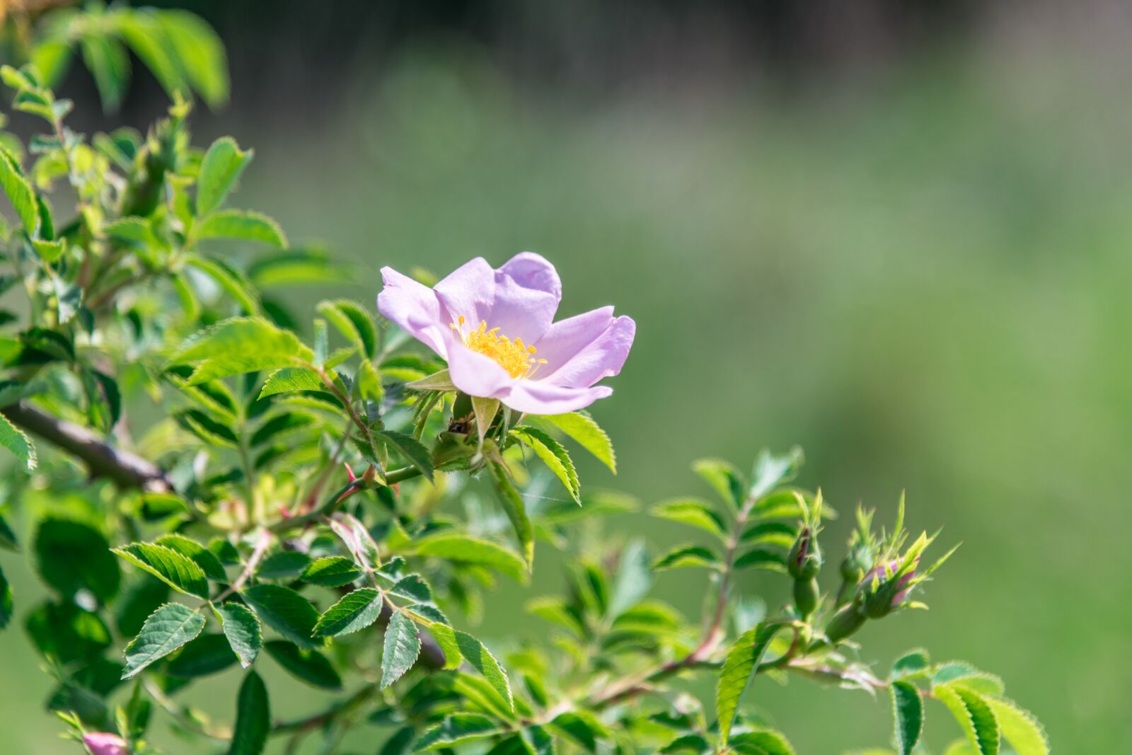 Nikon D850 sample photo. Rose, flower, shrub photography