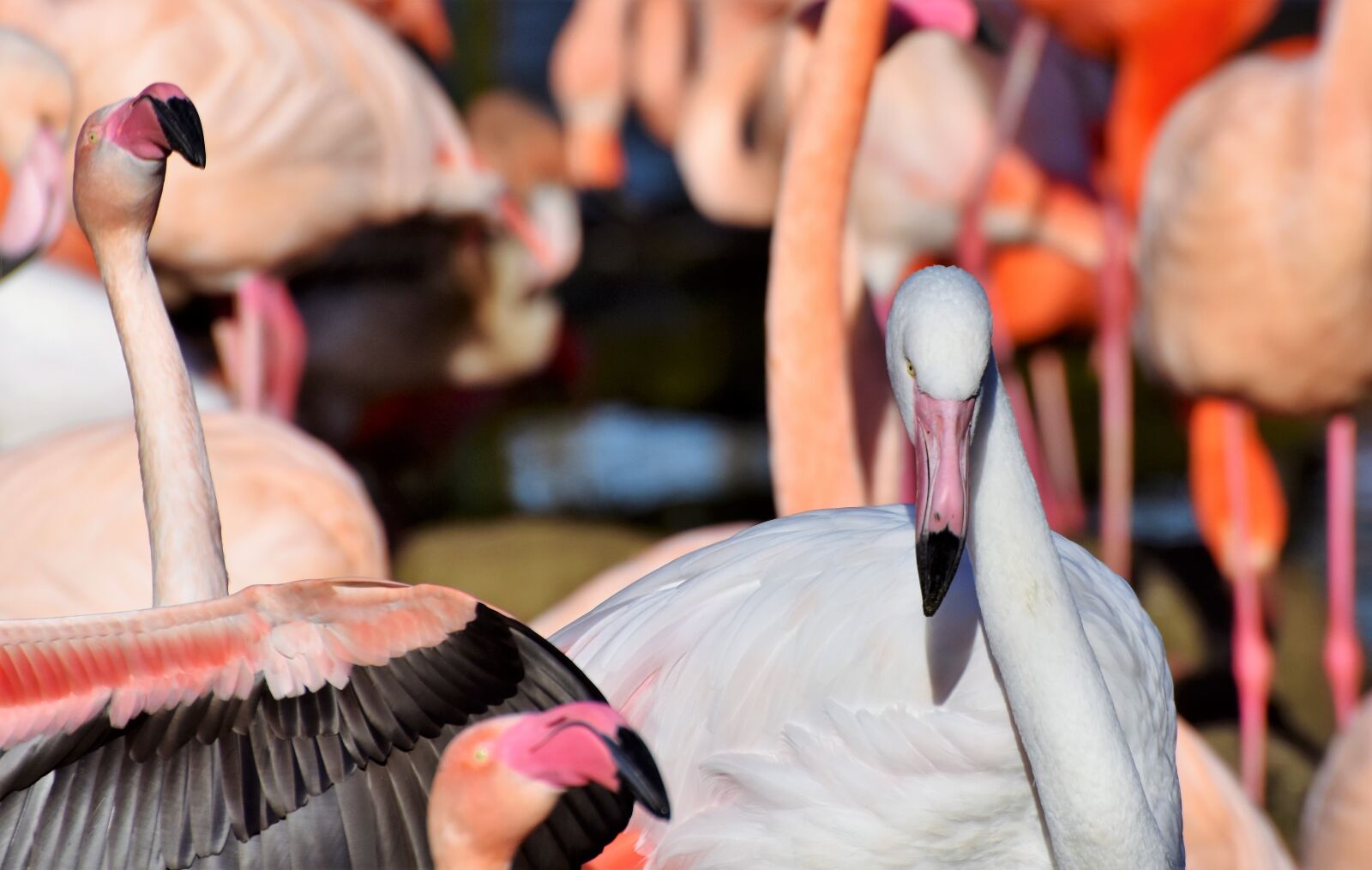 Nikon D7200 sample photo. Flamingo, white flamingo, bird photography