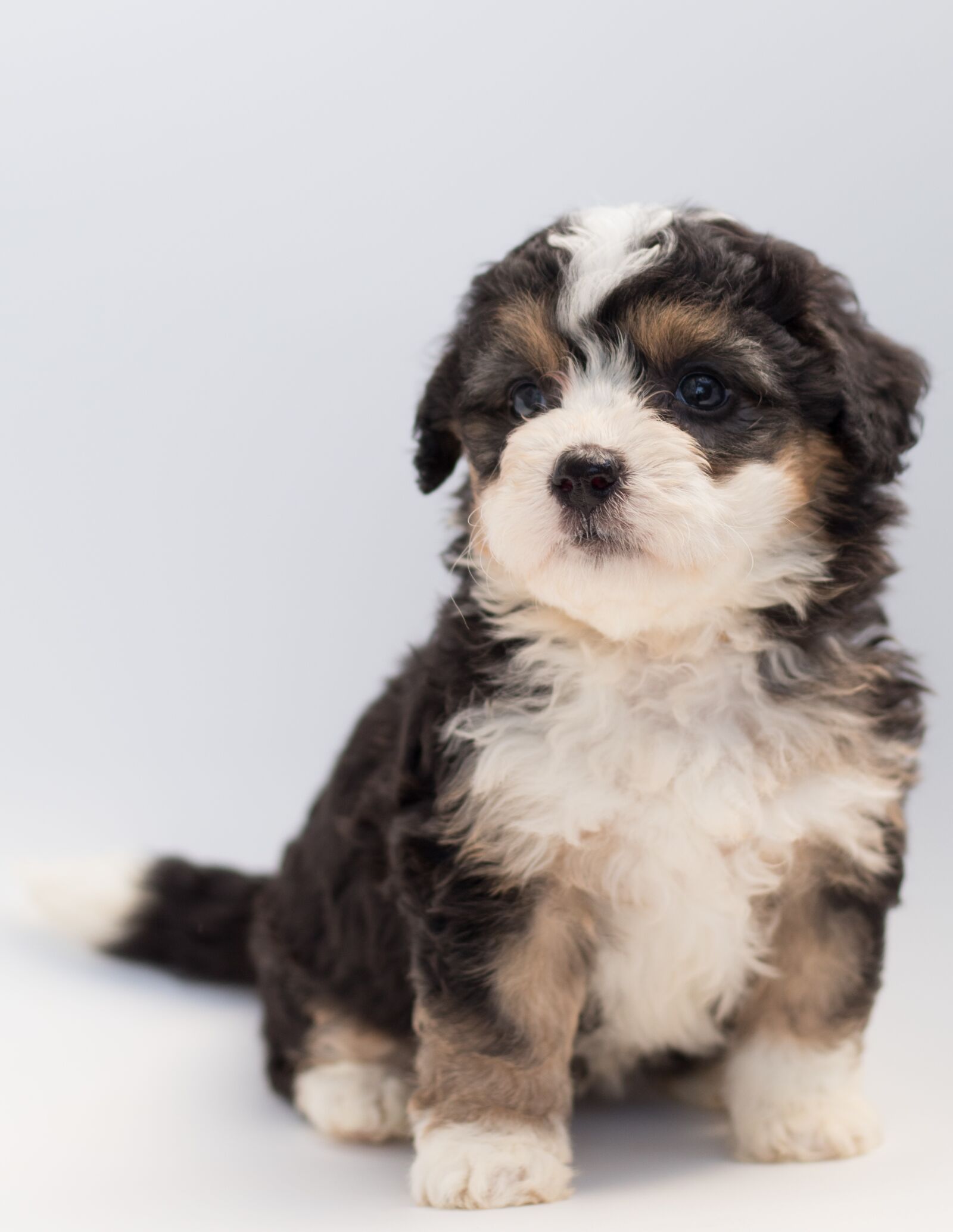 Canon EF 50mm F1.8 STM sample photo. Dog, puppy, doodle photography