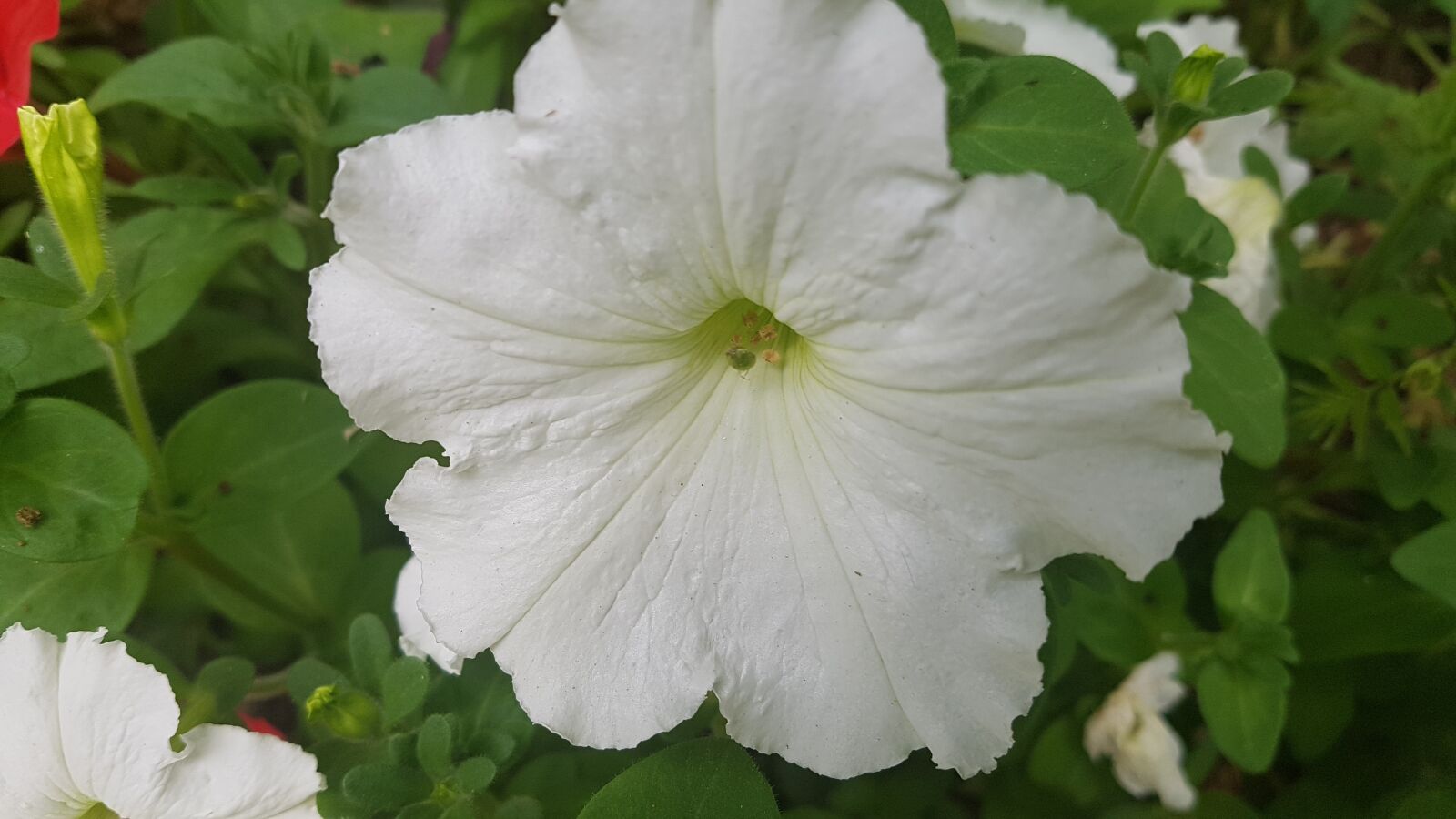 Samsung Galaxy S7 sample photo. White flower, flower, white photography
