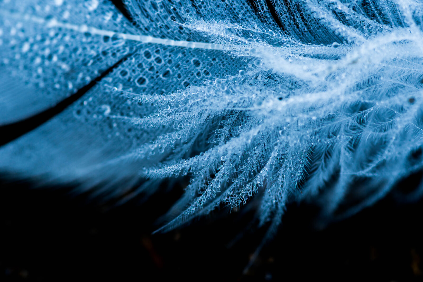 Nikon D800E sample photo. Close, up, feather, texture photography