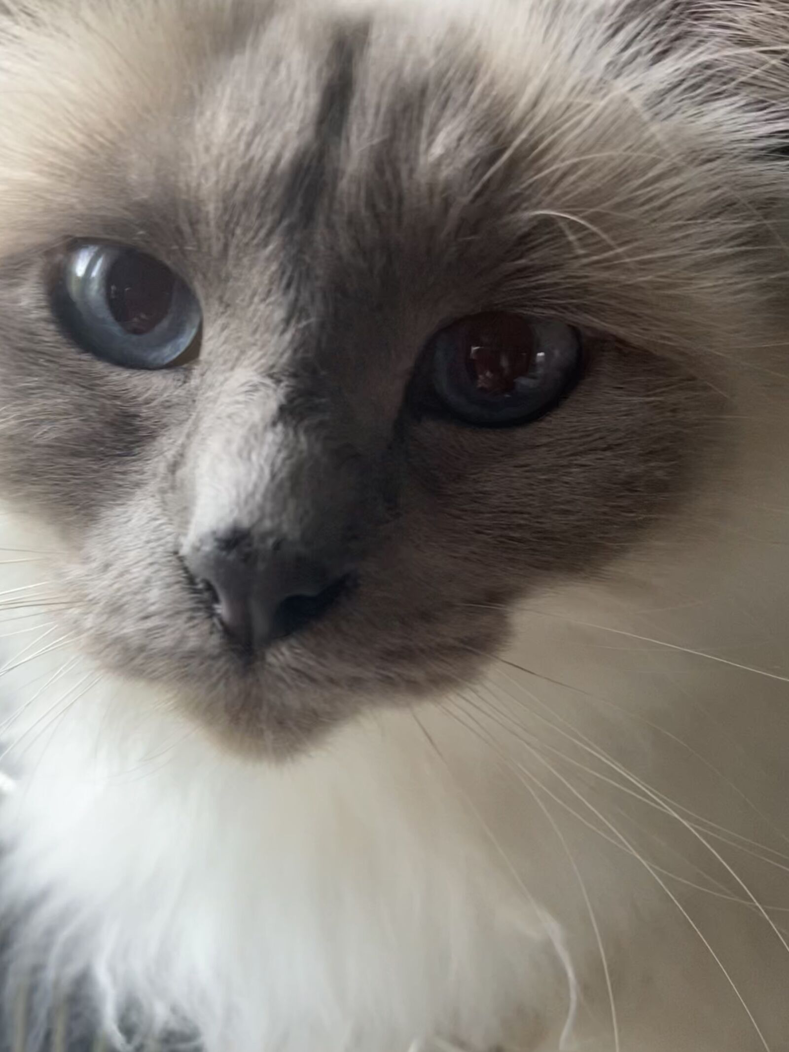 Apple iPhone 11 sample photo. Cat, pet, animal photography