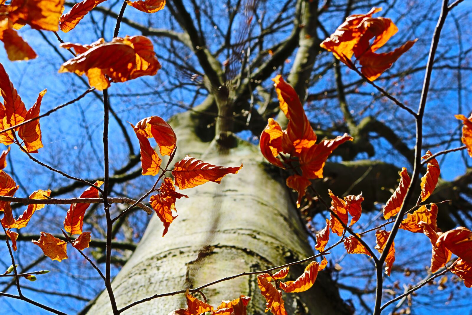 Canon EOS 750D (EOS Rebel T6i / EOS Kiss X8i) sample photo. Tree, leaf, autumn photography