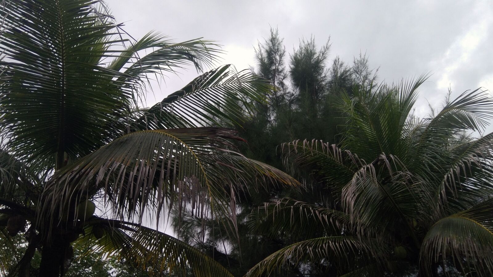 Xiaomi MIX sample photo. Palm, tree, sky photography