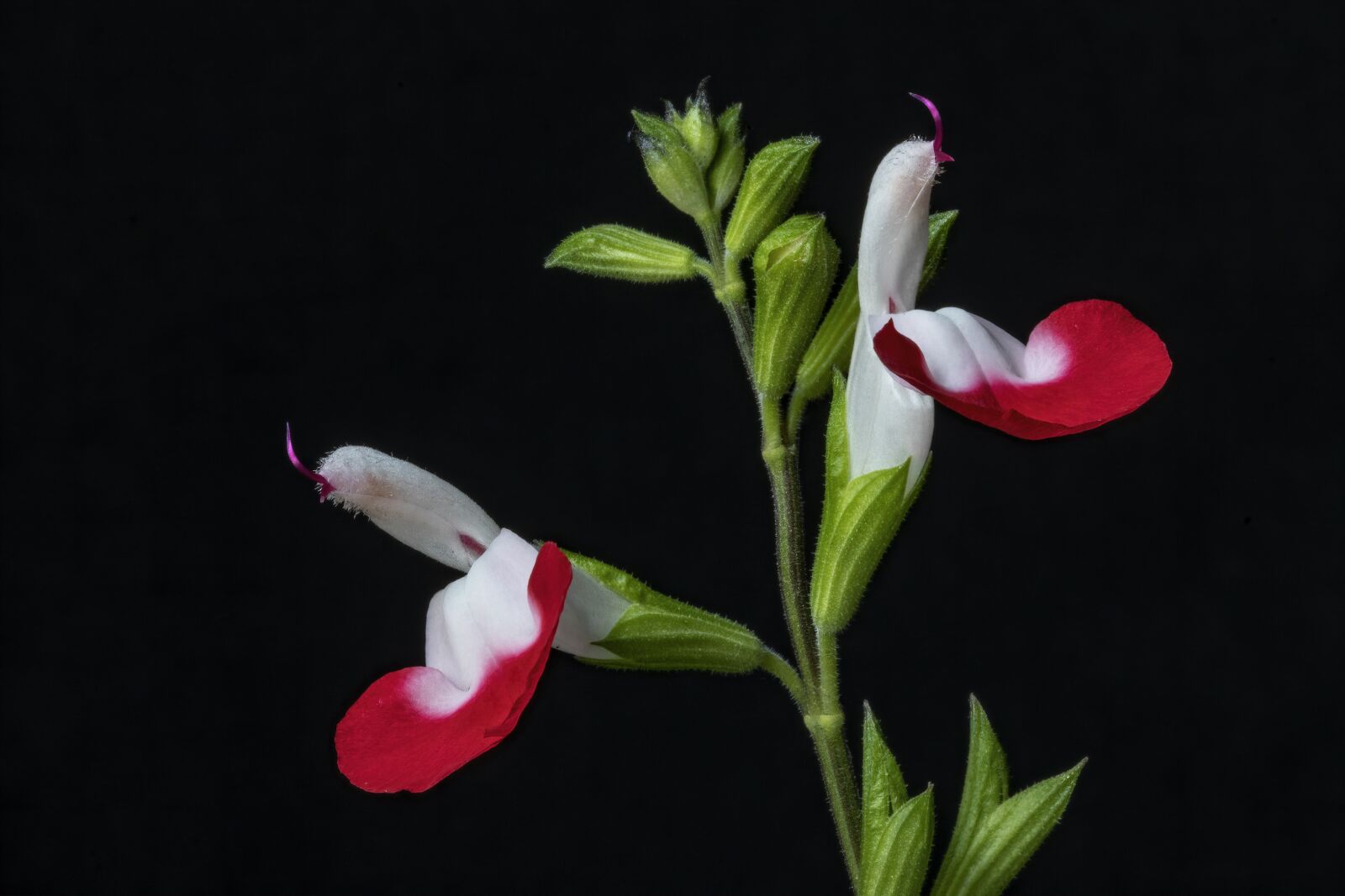 Canon EF 100mm F2.8L Macro IS USM sample photo. Salvia, flower, hotlips photography