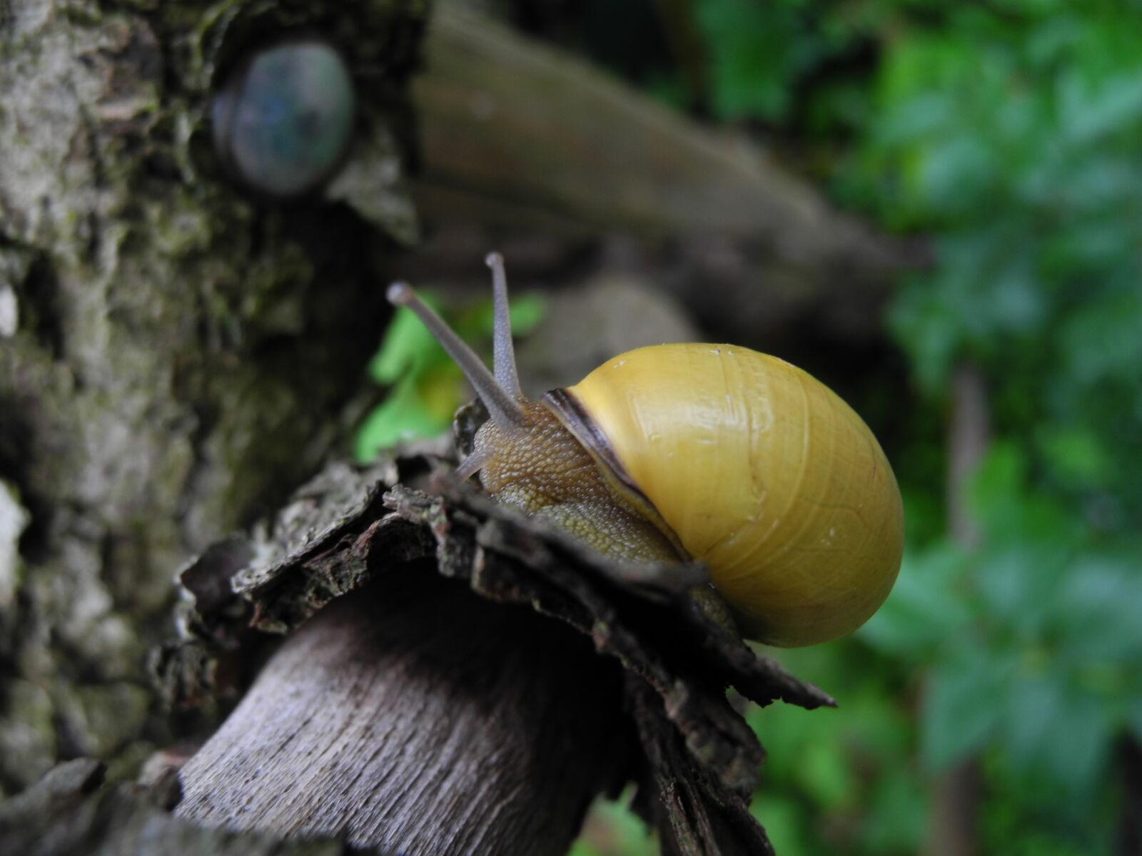 Nikon Coolpix P7000 sample photo. Snail, nature, close up photography