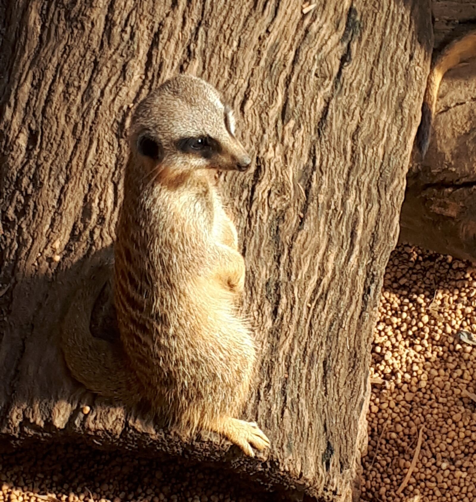 Samsung Galaxy A5(2017) sample photo. Meerkat, perth, zoo photography