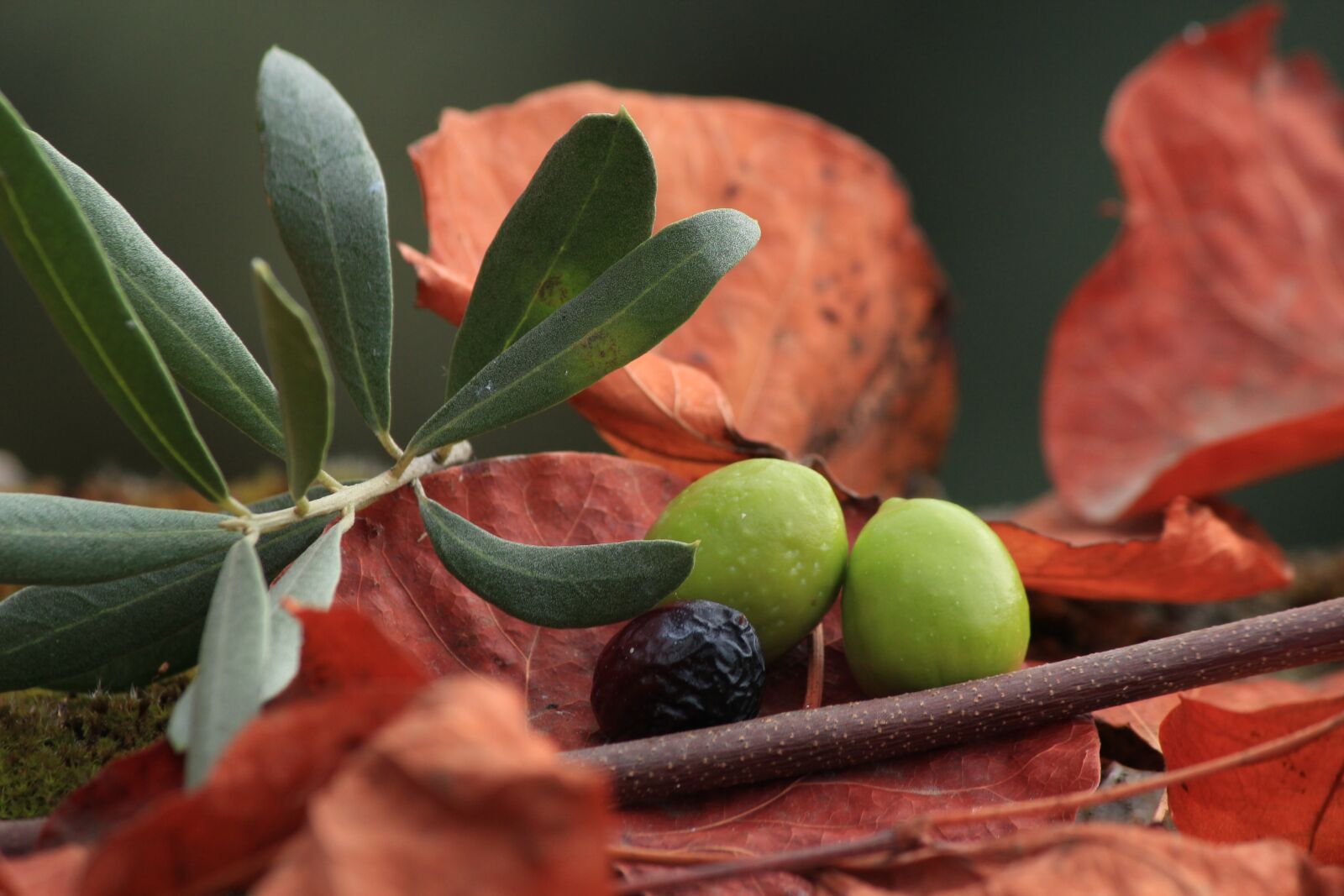 Canon EOS 550D (EOS Rebel T2i / EOS Kiss X4) sample photo. Olives, organic, black olives photography