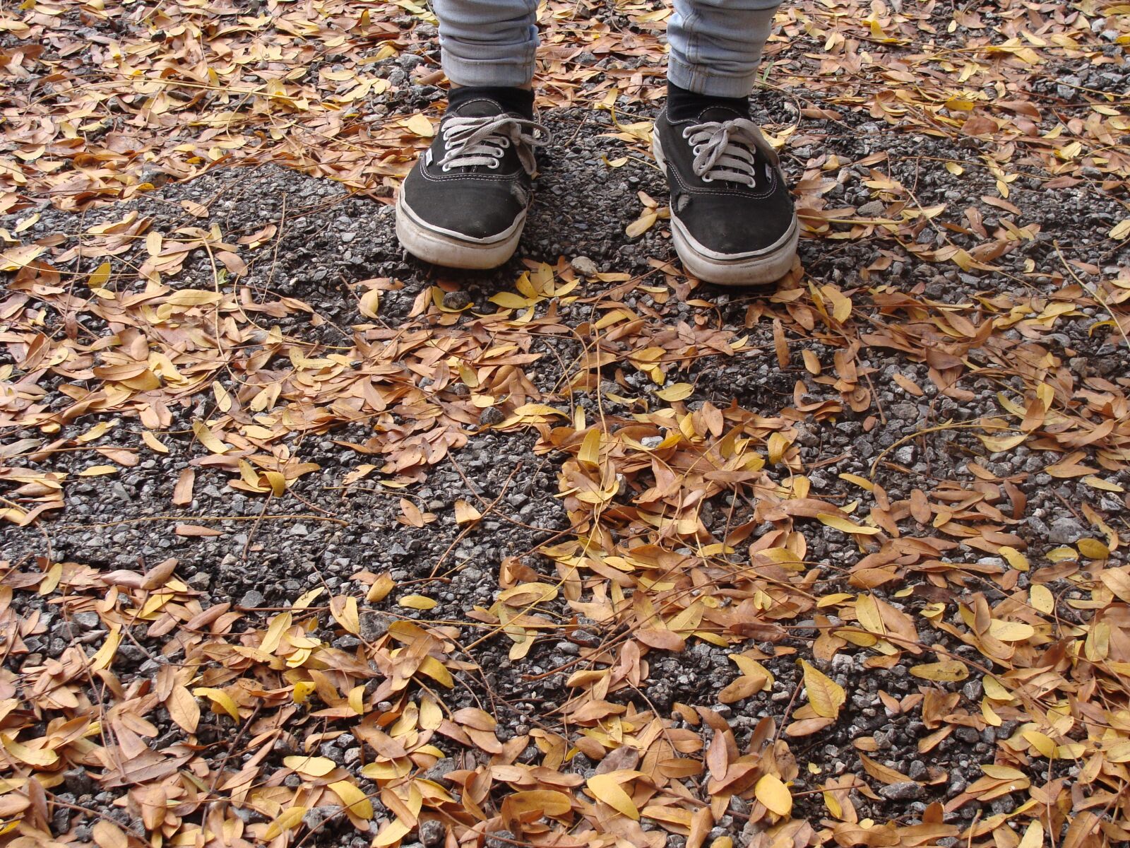 Sony Cyber-shot DSC-H10 sample photo. Autumn, leaves, autumn leaves photography
