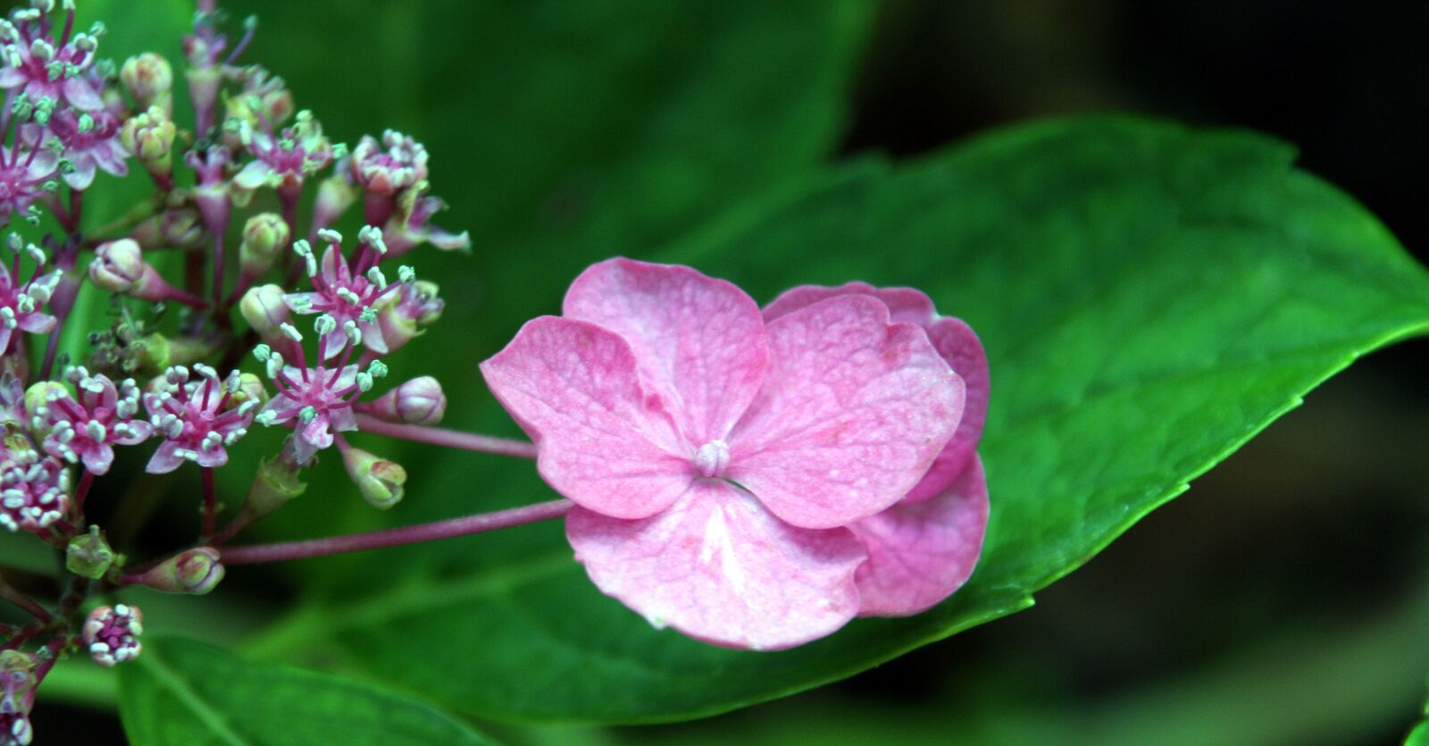Canon EOS 350D (EOS Digital Rebel XT / EOS Kiss Digital N) sample photo. Flower, wild, forest photography