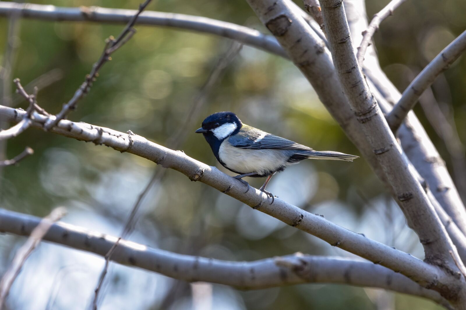 Nikon D7200 sample photo. Animal, forest, wood photography
