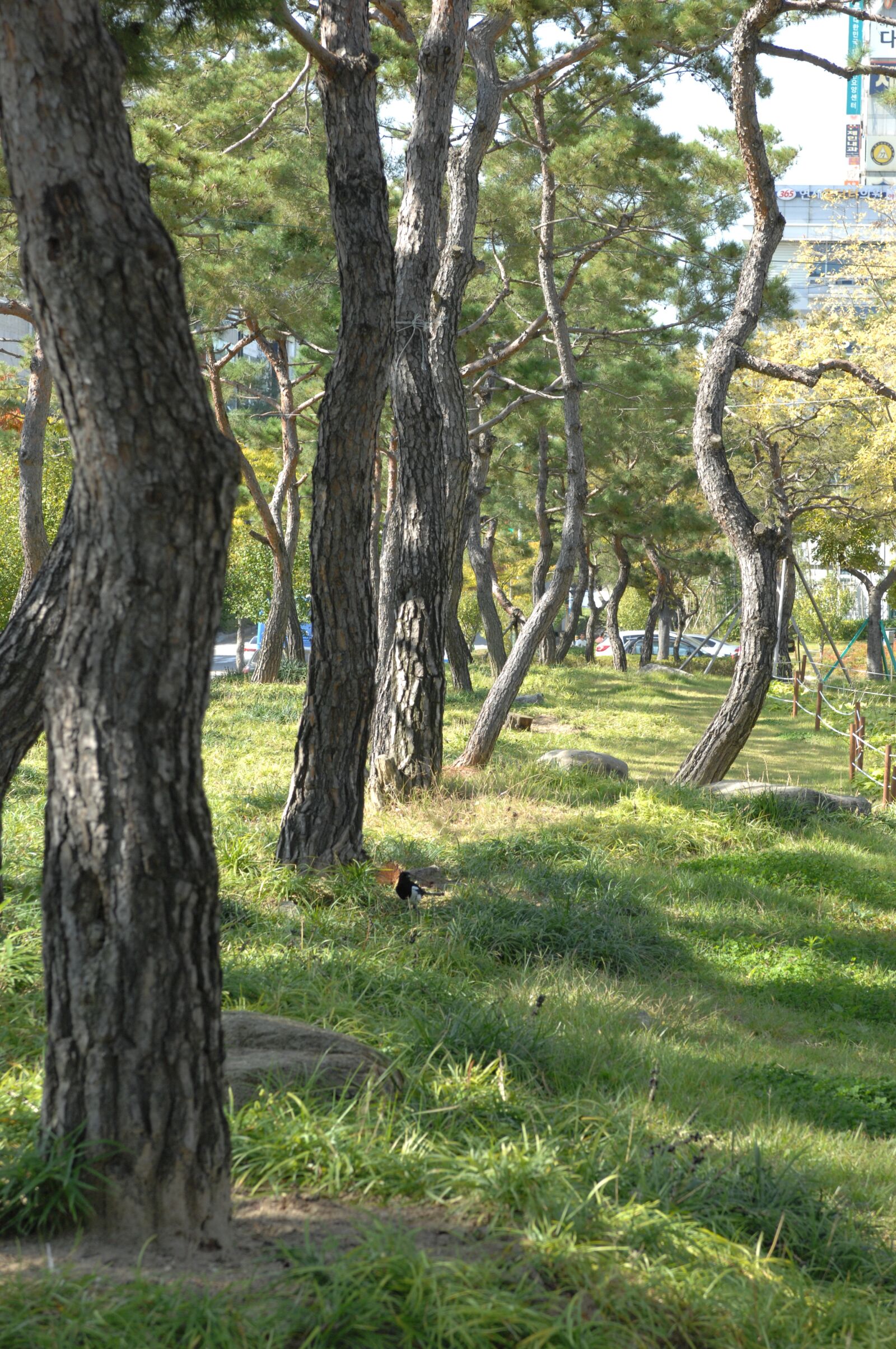 Nikon D2X sample photo. 소나무, 산책, 화단 photography
