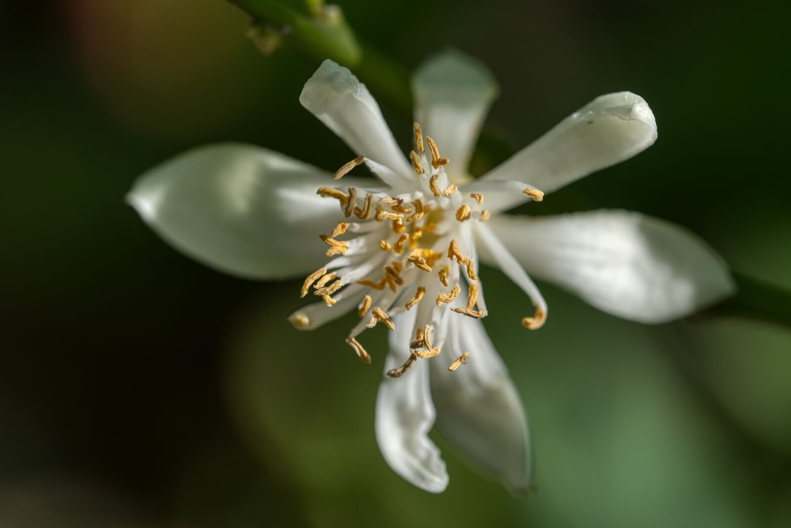 Nikon D750 sample photo. Lemon blossom, lemon tree photography