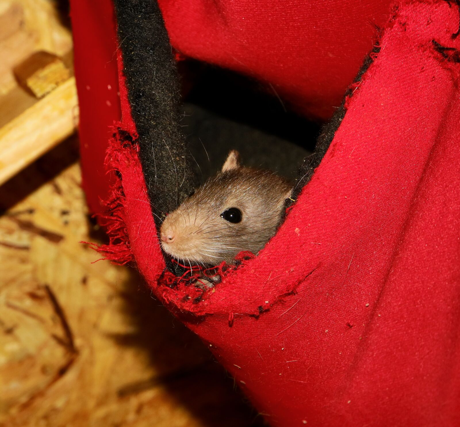 Canon EF-M 28mm F3.5 Macro IS STM sample photo. Rodent, mouse, rat photography