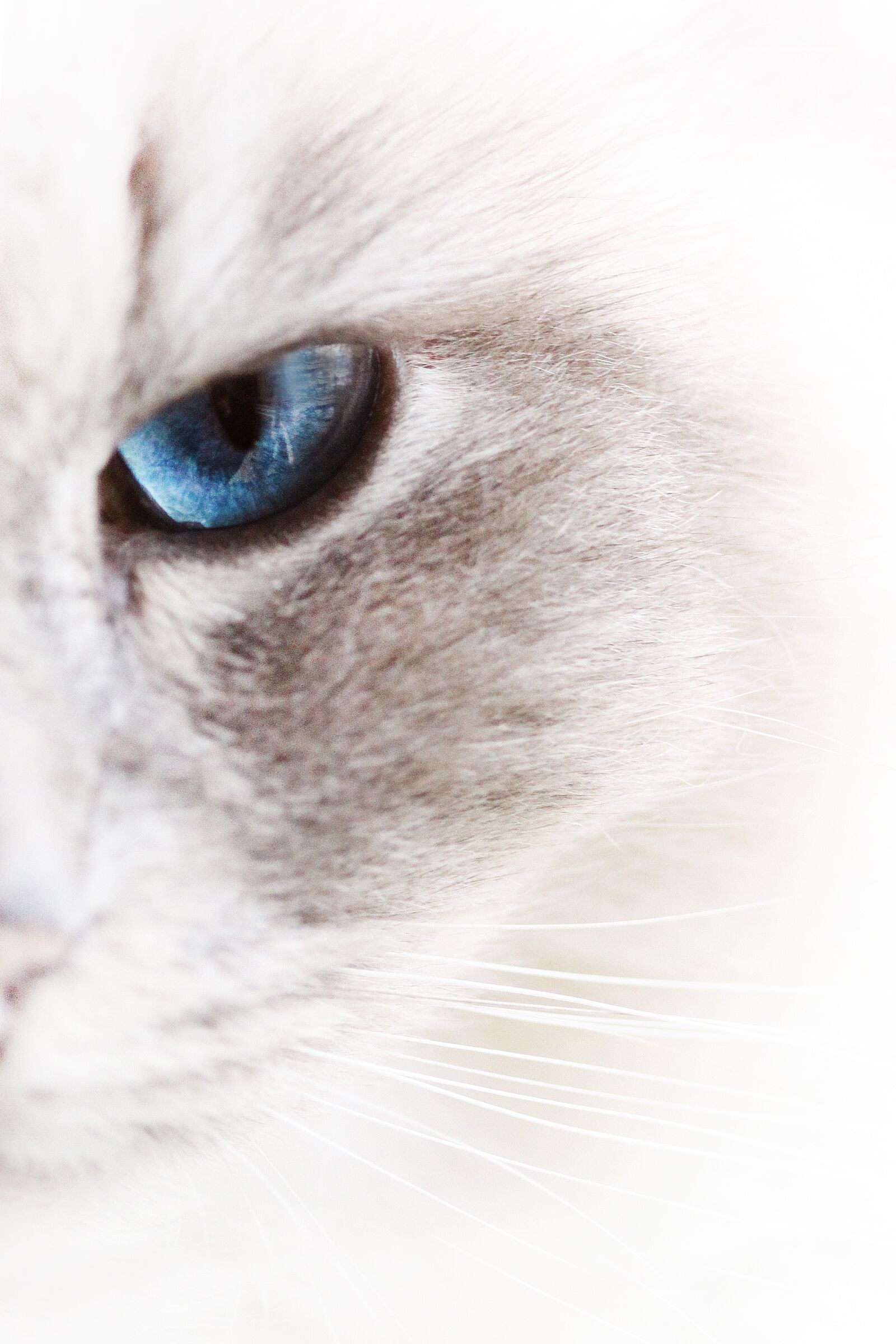 Canon EOS 50D sample photo. Cats, pet, white photography