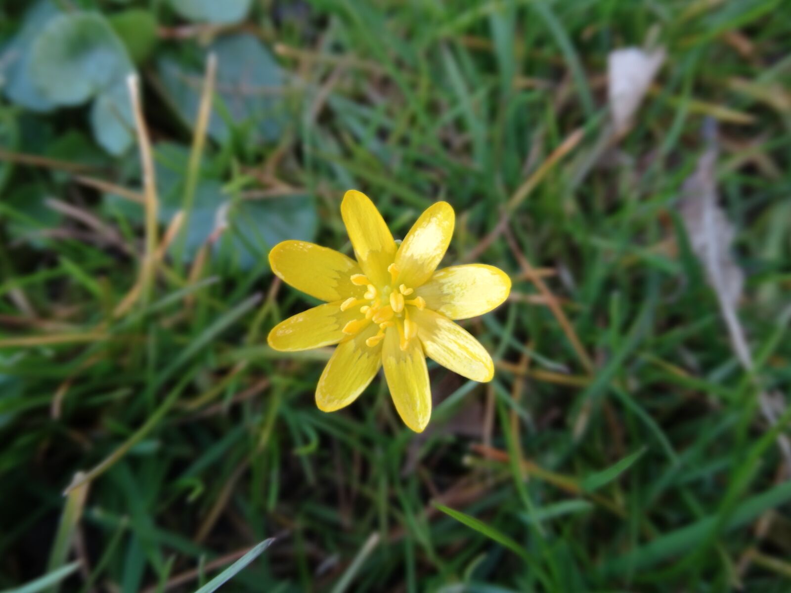 Sony Cyber-shot DSC-HX300 sample photo. Yellow star, spring, flower photography