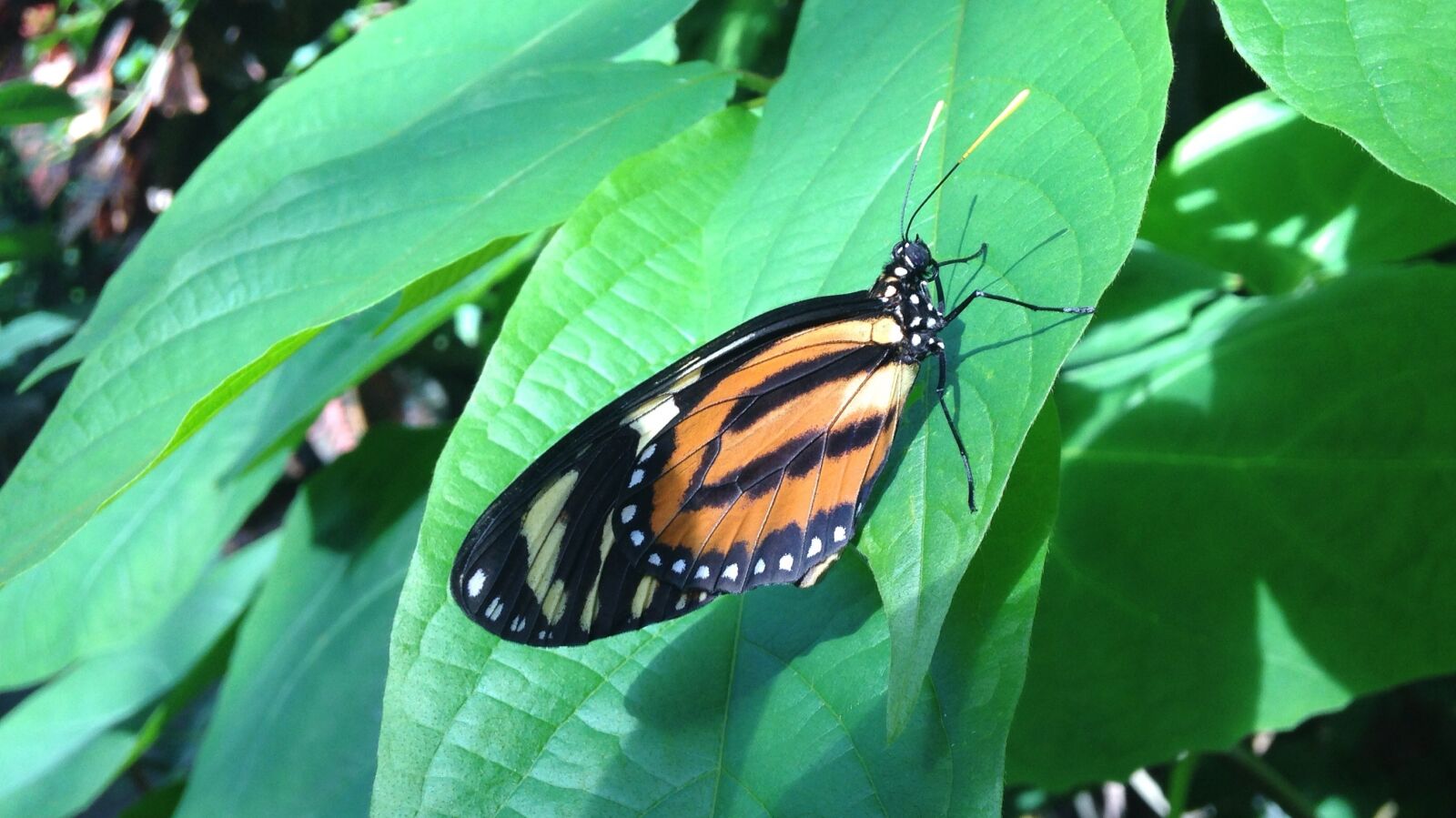 Apple iPhone 5 + iPhone 5c back camera 4.12mm f/2.4 sample photo. Butterfly, jungle, nature photography