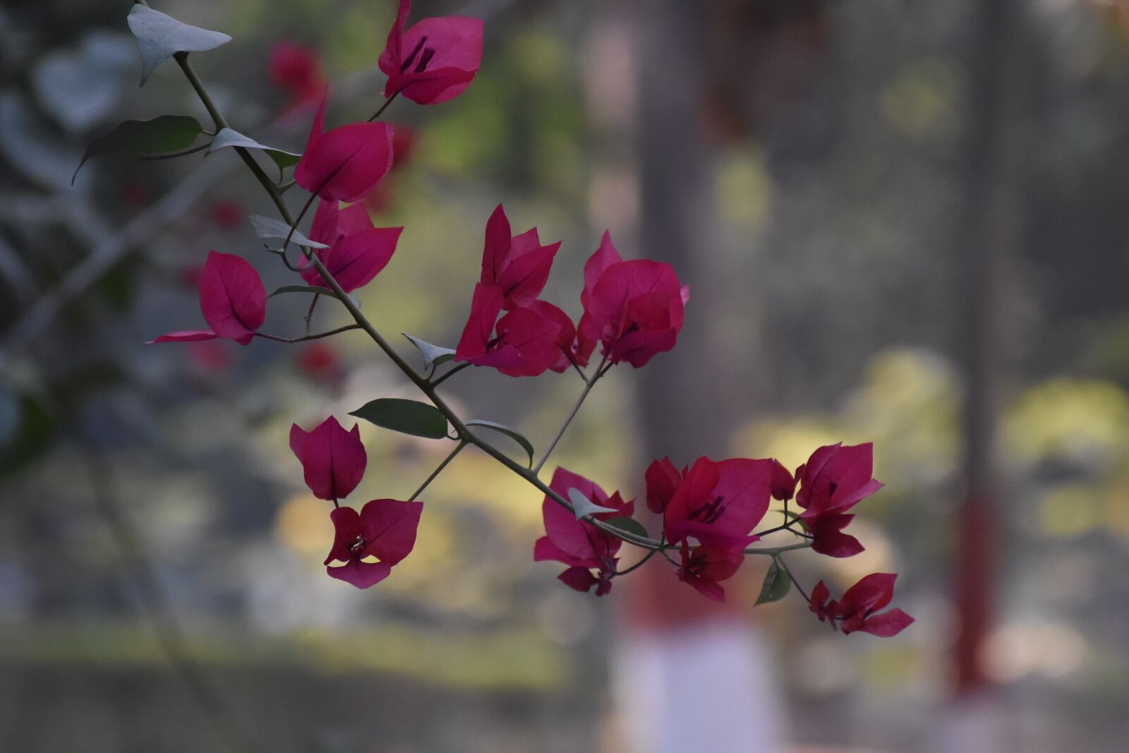 Nikon D7200 sample photo. Nature, flora, flower photography