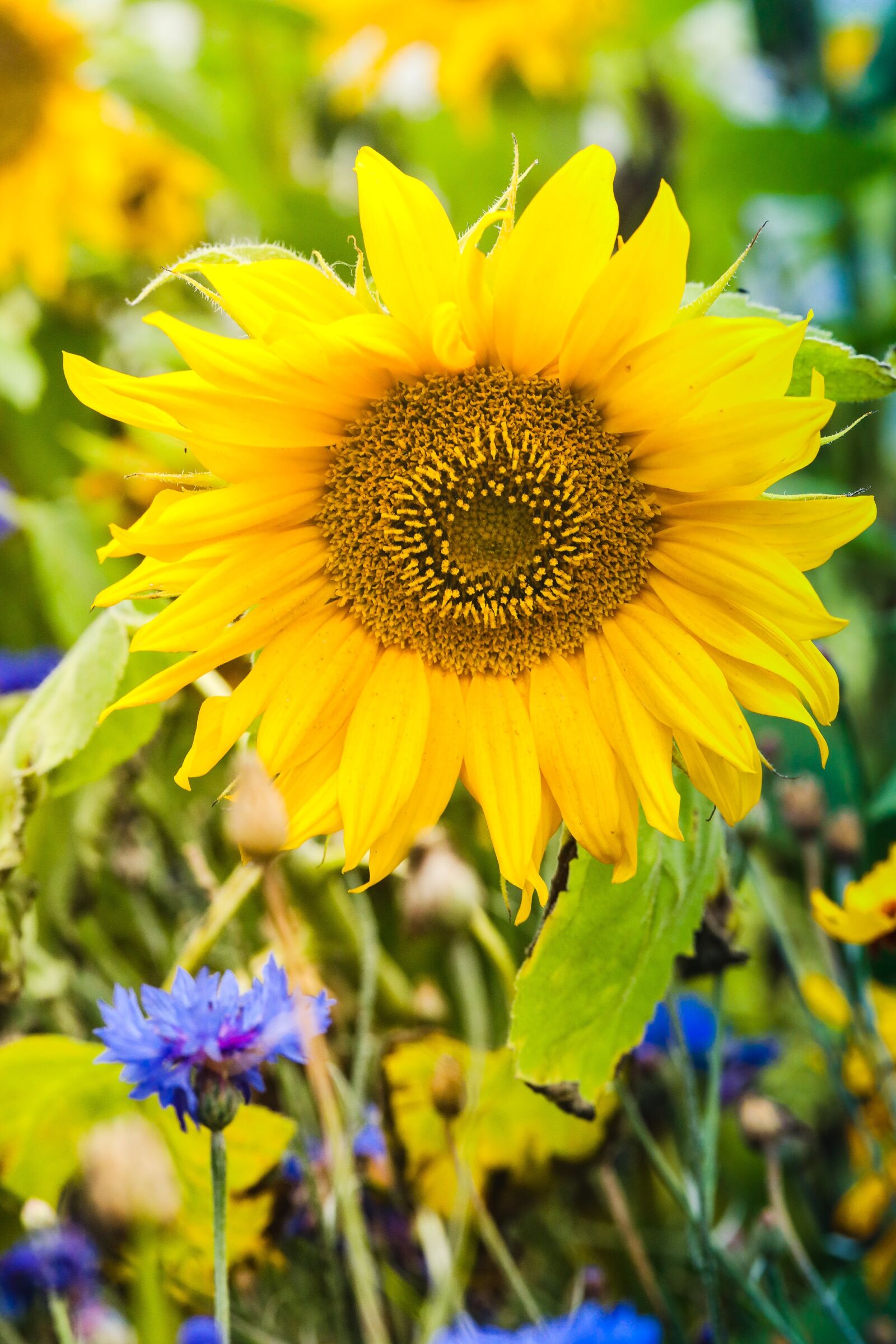 Canon EF 100mm F2.8L Macro IS USM sample photo. Sunflower, flower, summer photography