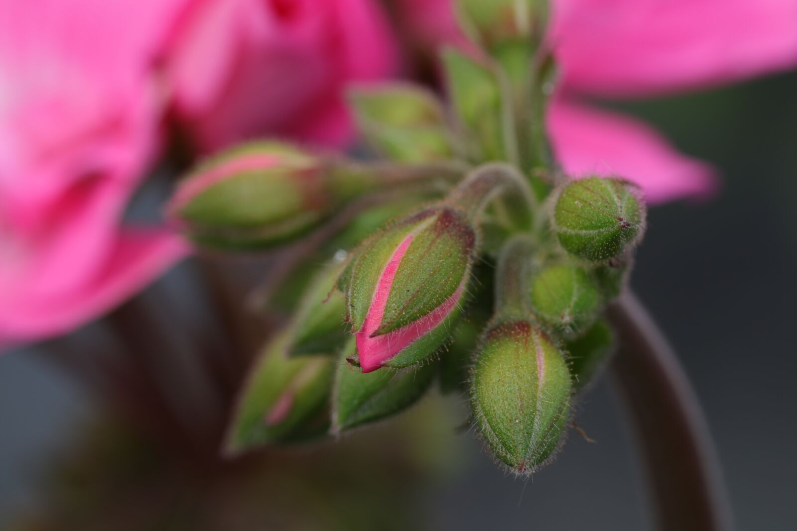 Canon EF 100mm F2.8L Macro IS USM sample photo. Button, buttons, flowers photography