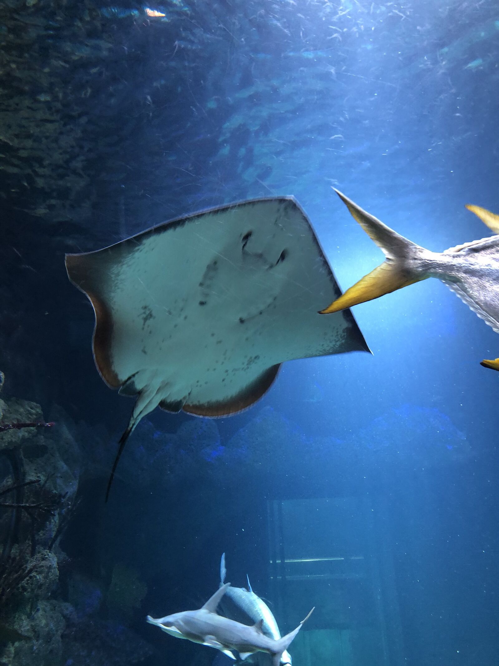 iPhone 8 back camera 3.99mm f/1.8 sample photo. Fish, aquarium, water photography