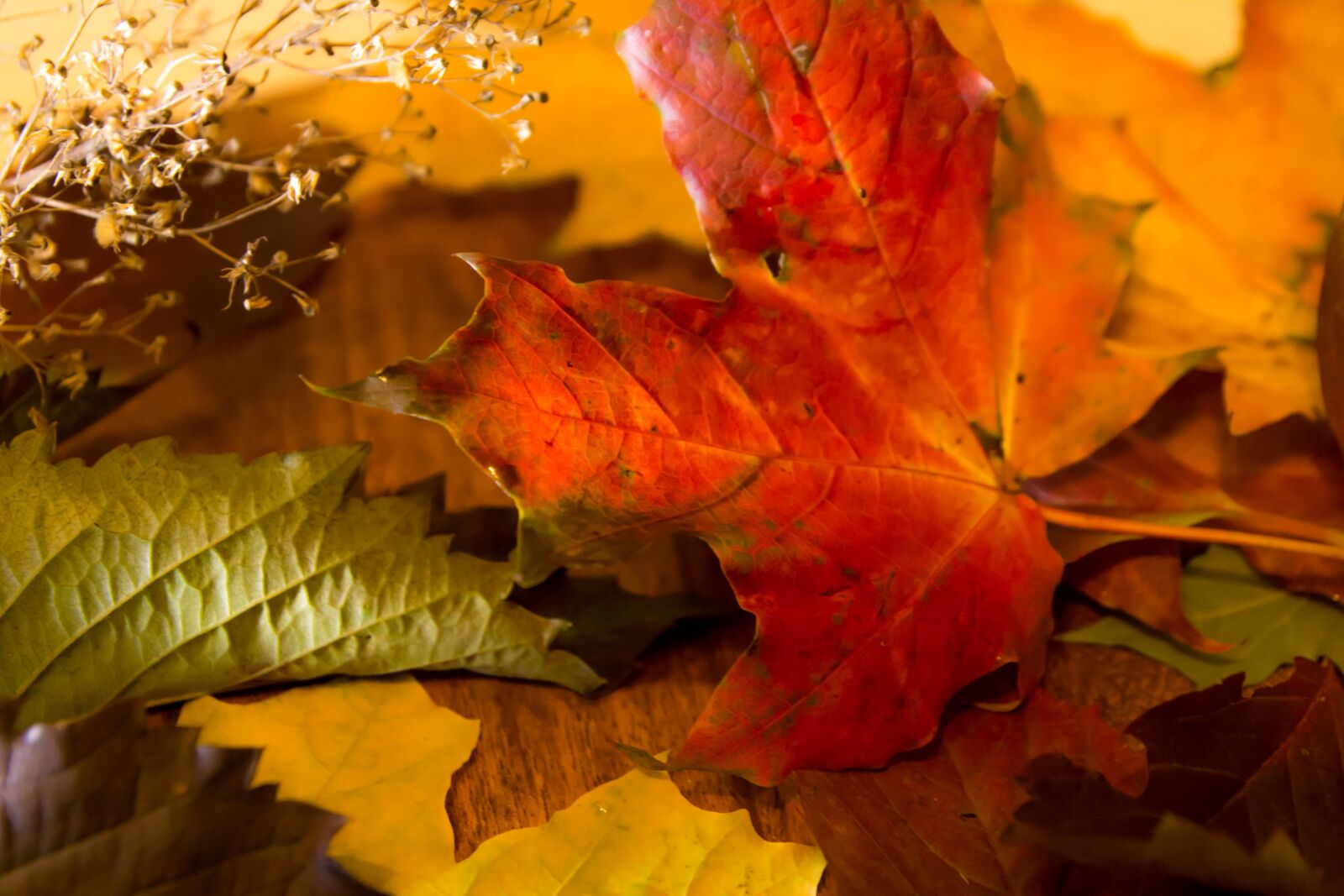 Tamron SP AF 17-50mm F2.8 XR Di II LD Aspherical (IF) sample photo. Autumn, leaves, bright foliage photography