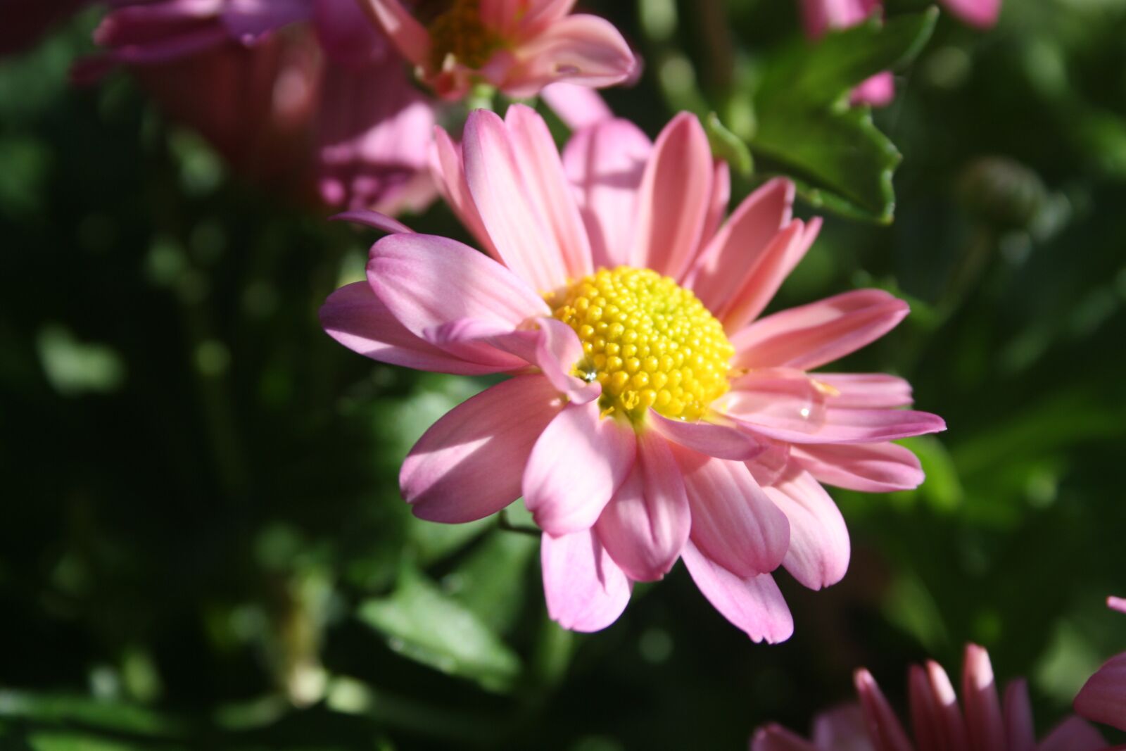 Canon EOS 1000D (EOS Digital Rebel XS / EOS Kiss F) sample photo. Autumn flower, flower, pink photography