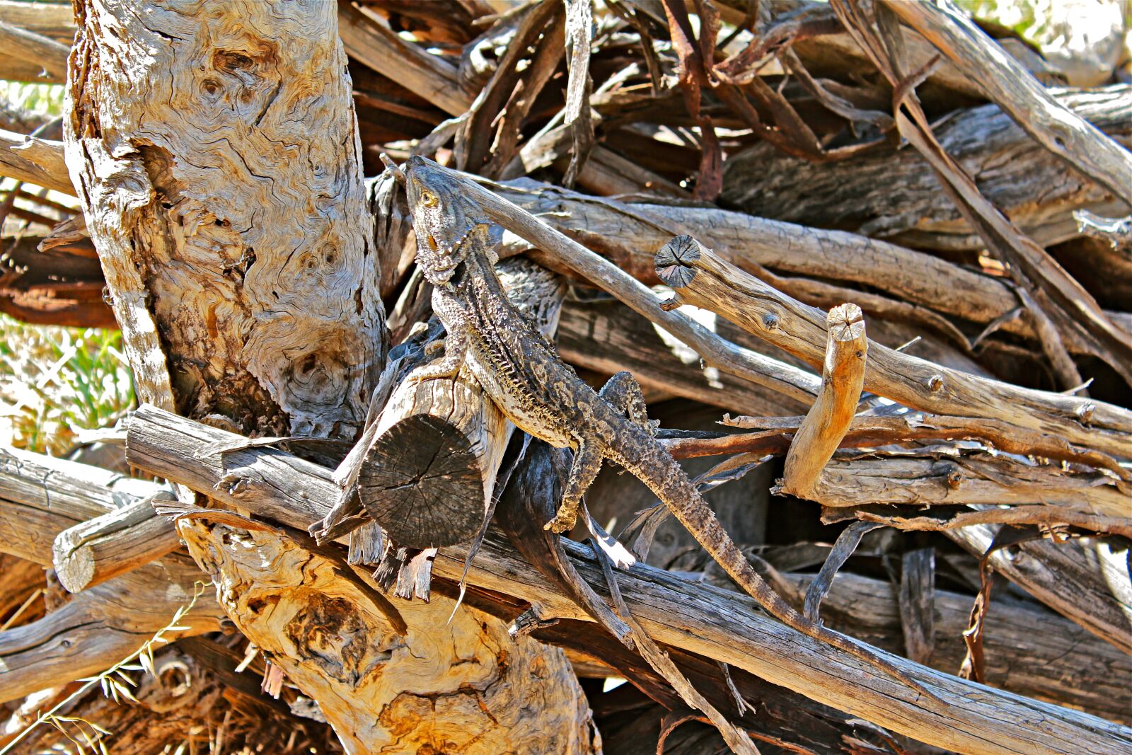 Canon EOS 600D (Rebel EOS T3i / EOS Kiss X5) sample photo. Australia, animal, lizard photography