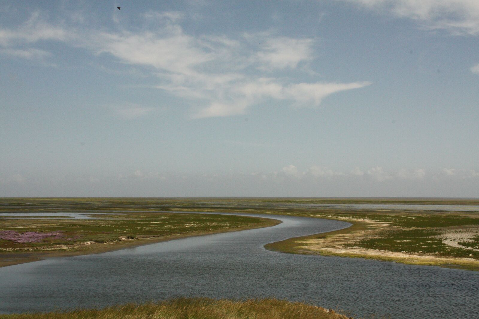 Canon EOS 450D (EOS Rebel XSi / EOS Kiss X2) sample photo. Netherlands, texel, swamp photography