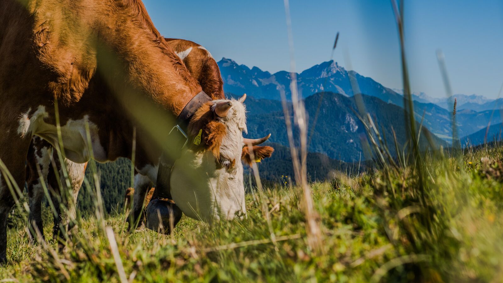 Sigma 30mm F1.4 DC DN | C sample photo. Cow, pasture, agriculture photography