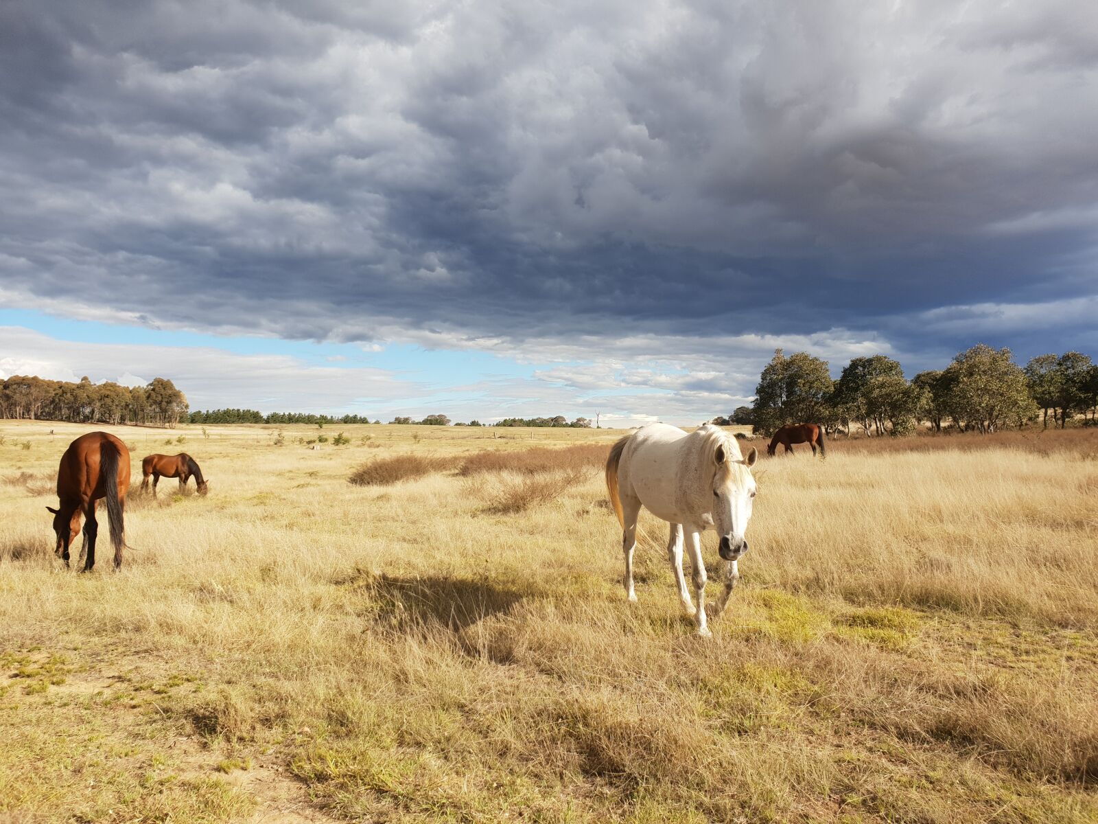 Samsung Galaxy S9 sample photo. Horses, grazing, landscape photography