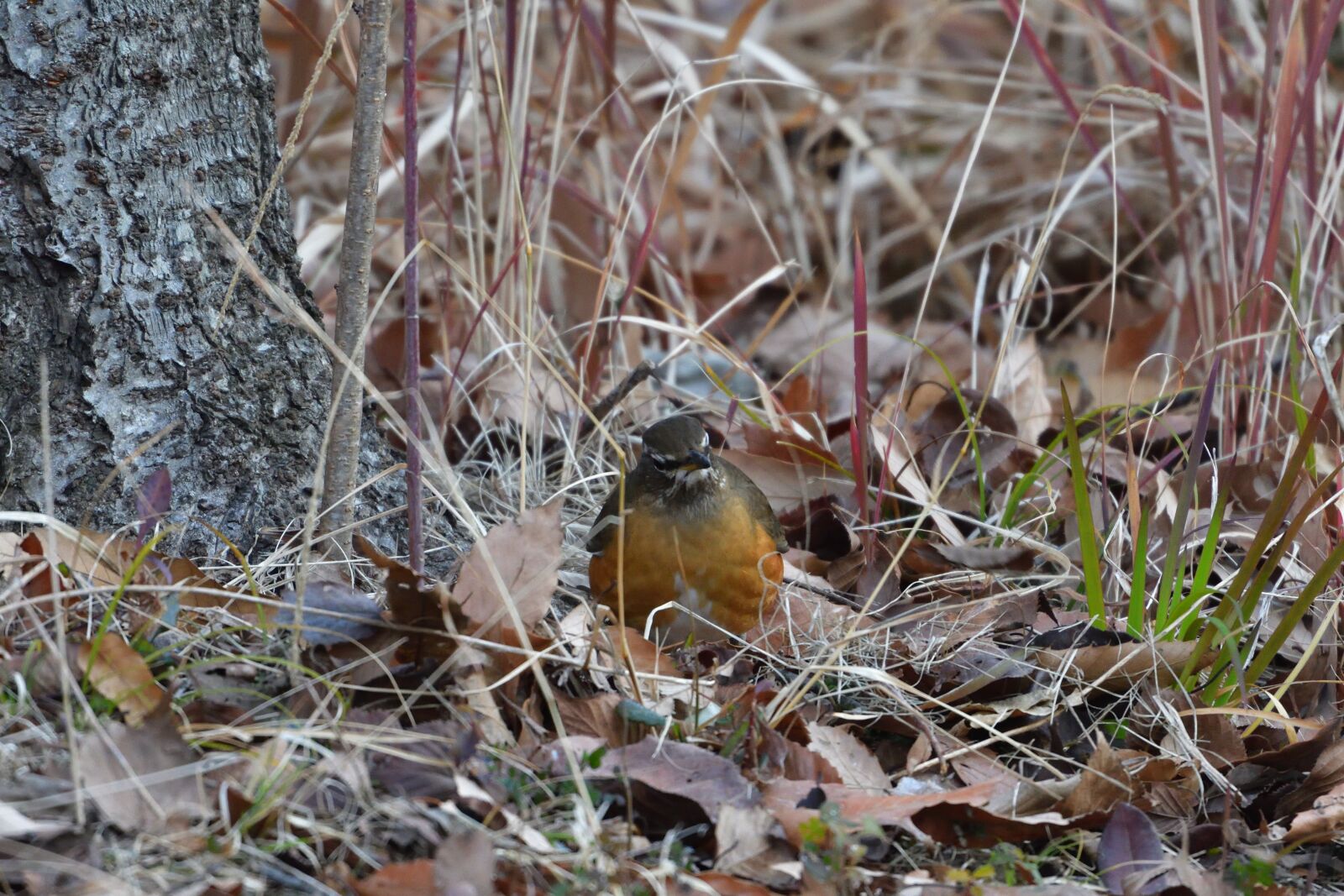 Nikon D500 sample photo. Natural, outdoors, wild animals photography