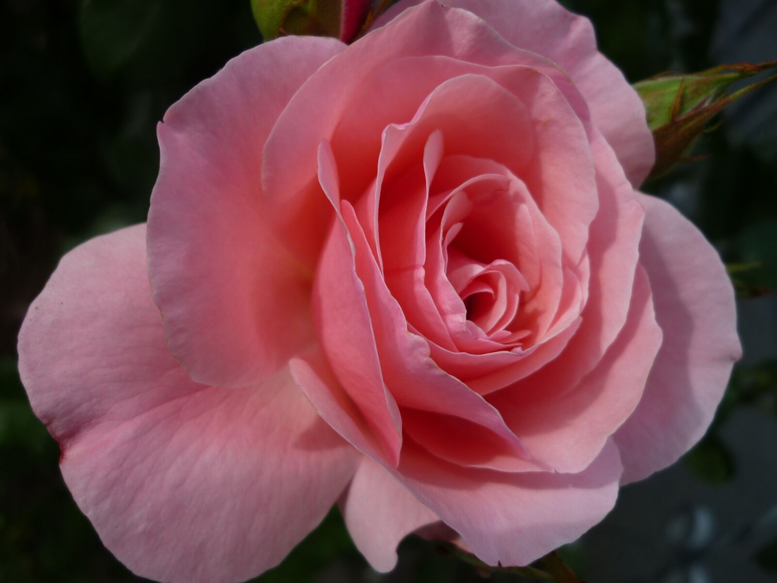 Panasonic Lumix DMC-FS6 sample photo. Rose, flower, gorgeous photography