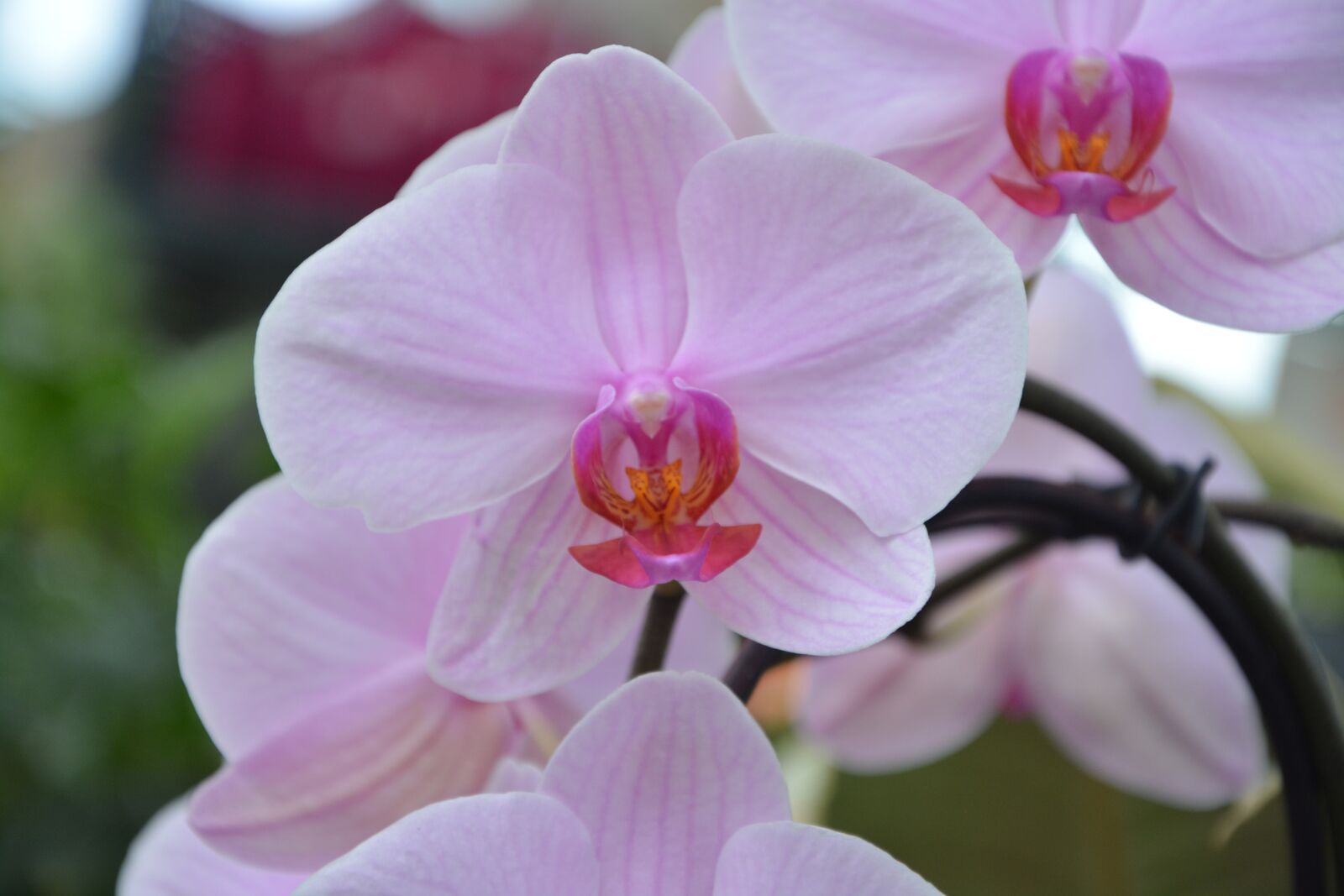 Nikon D5200 sample photo. Flower orchid, pink, decorative photography