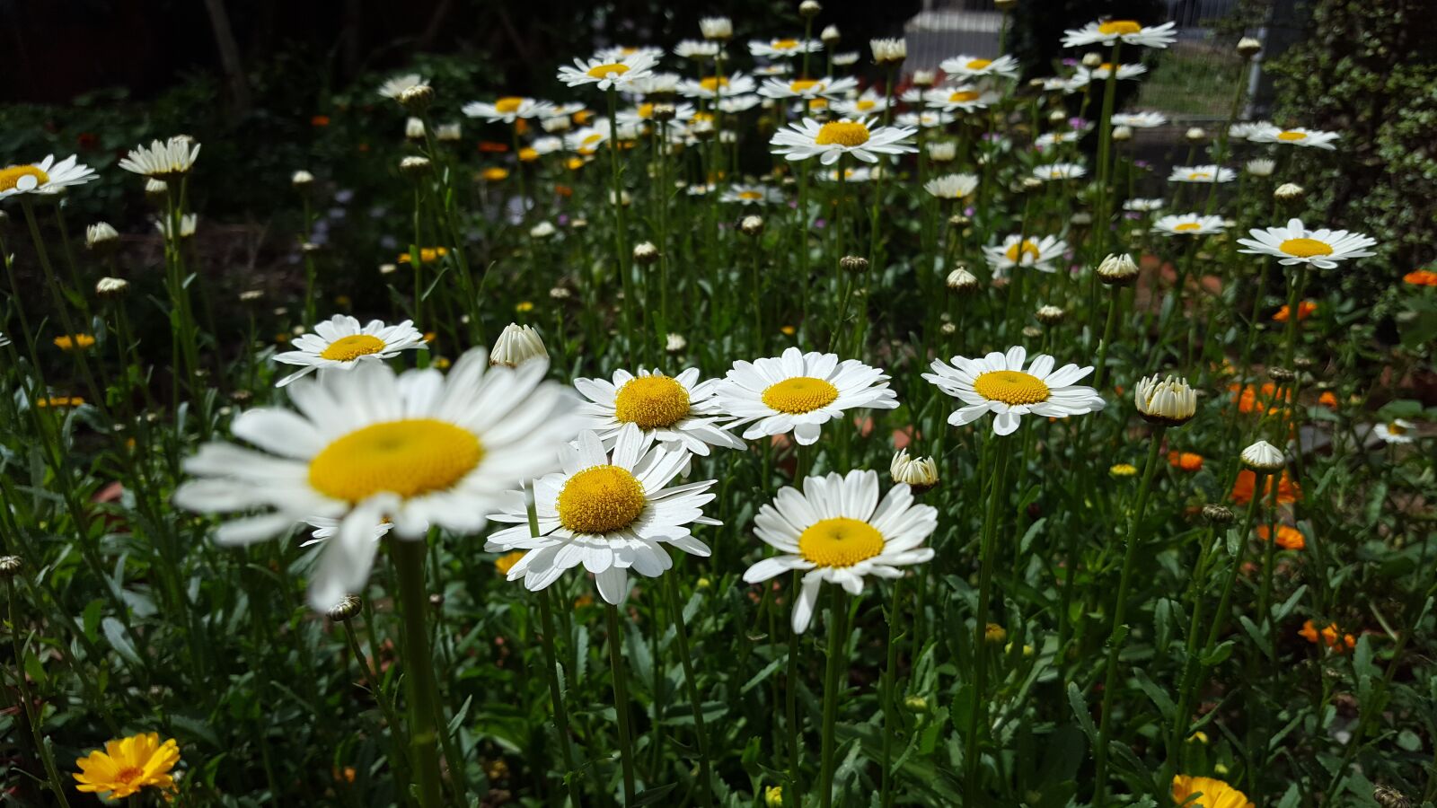 Samsung Galaxy S6 sample photo. Garden, margaret, flowers photography