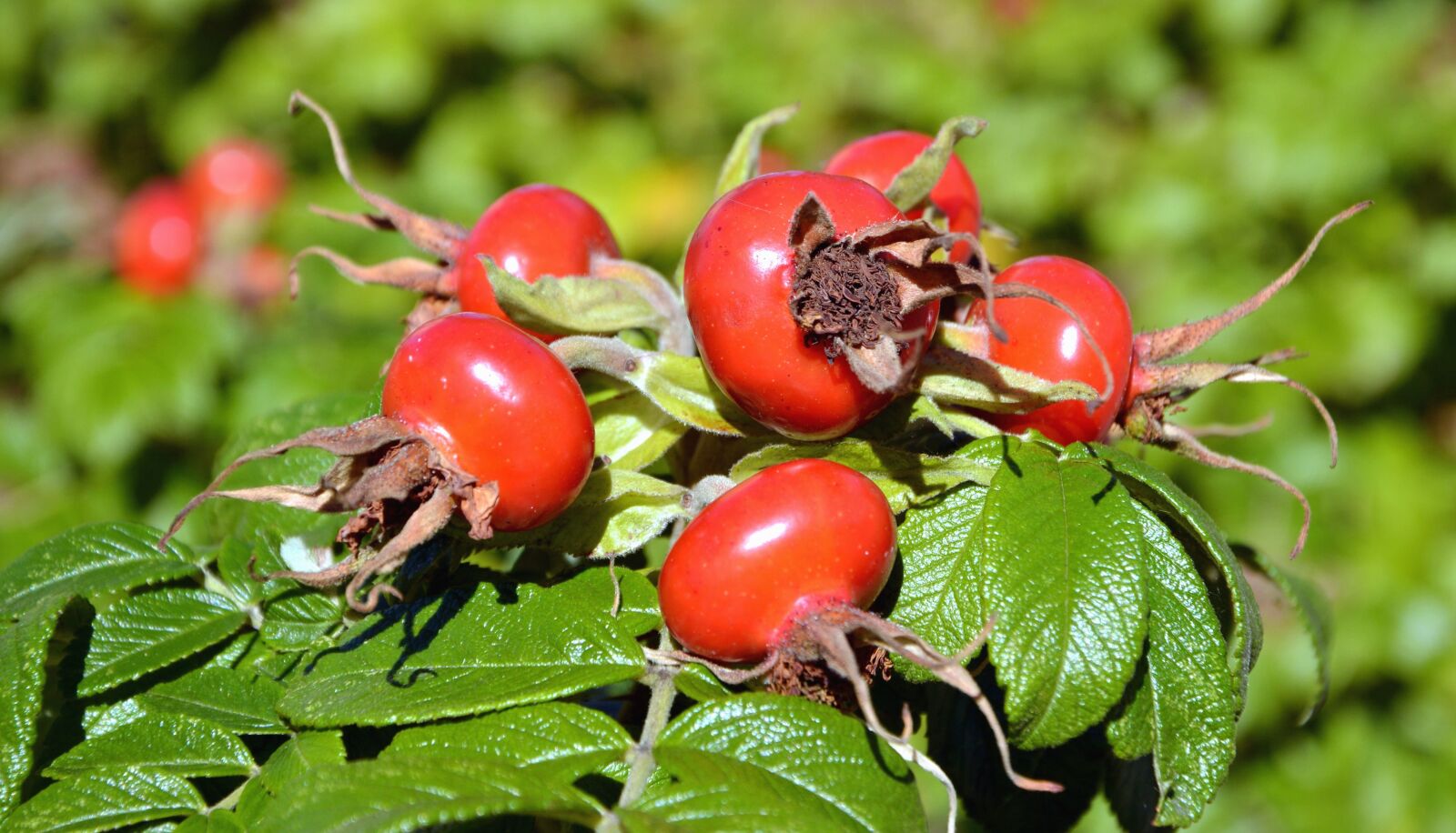 Nikon D5200 sample photo. Rose hip, leaf, plant photography