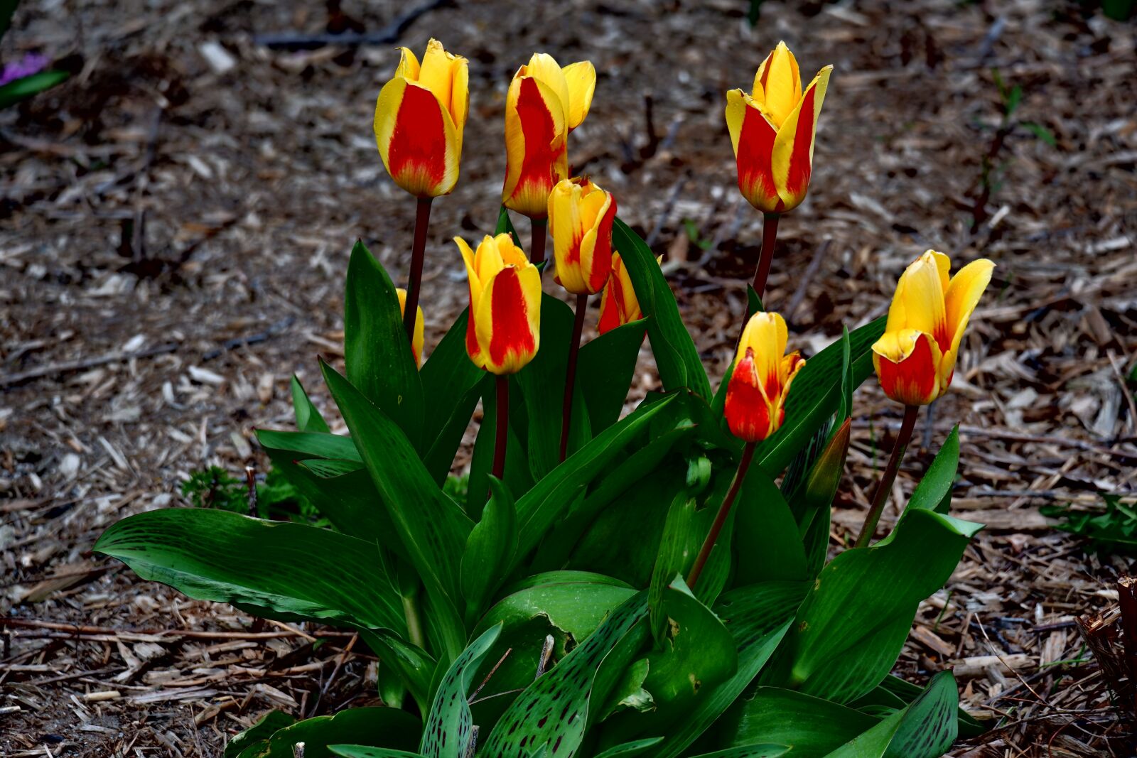 Fujifilm X-A5 sample photo. Flowers, tulips, two-tone photography