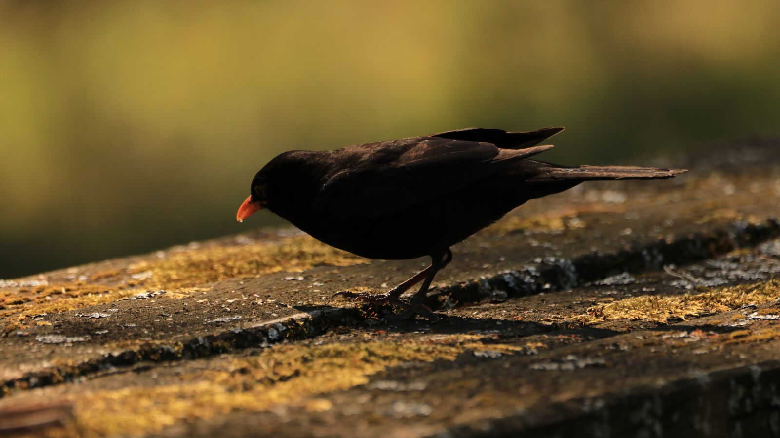 150-600mm F5-6.3 DG OS HSM | Contemporary 015 sample photo. Blackbird, evening, bird photography