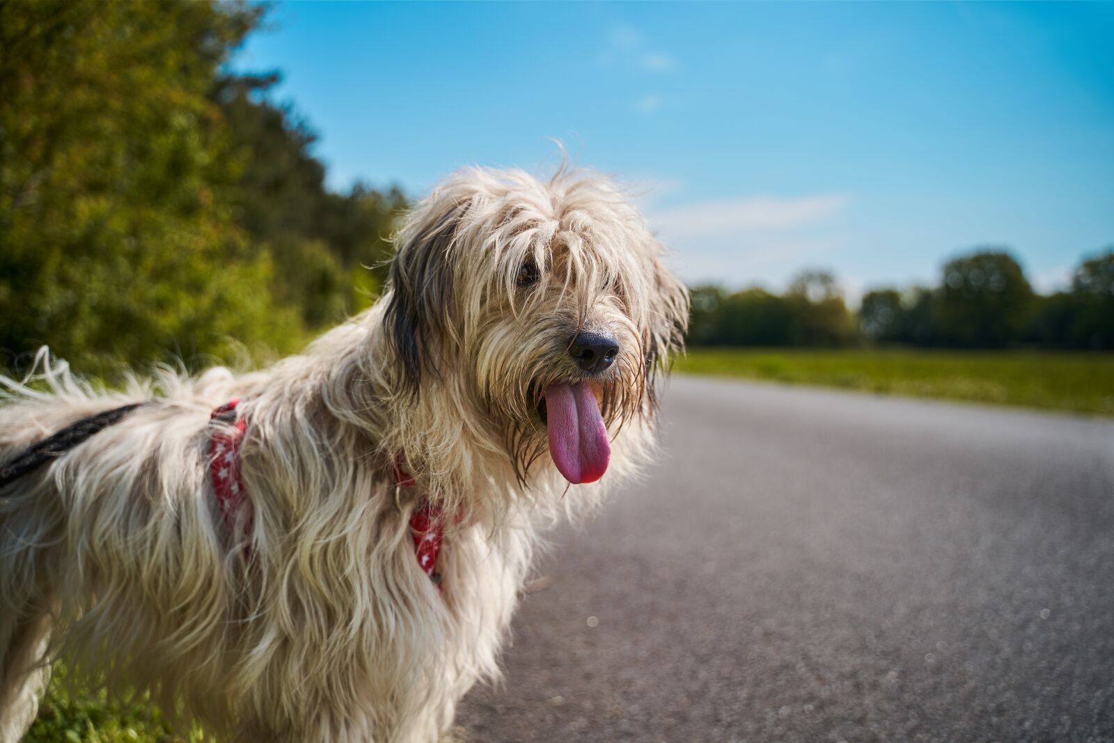 Sony a7 III + Tamron 28-75mm F2.8 Di III RXD sample photo. Dog, summer, fluffy photography