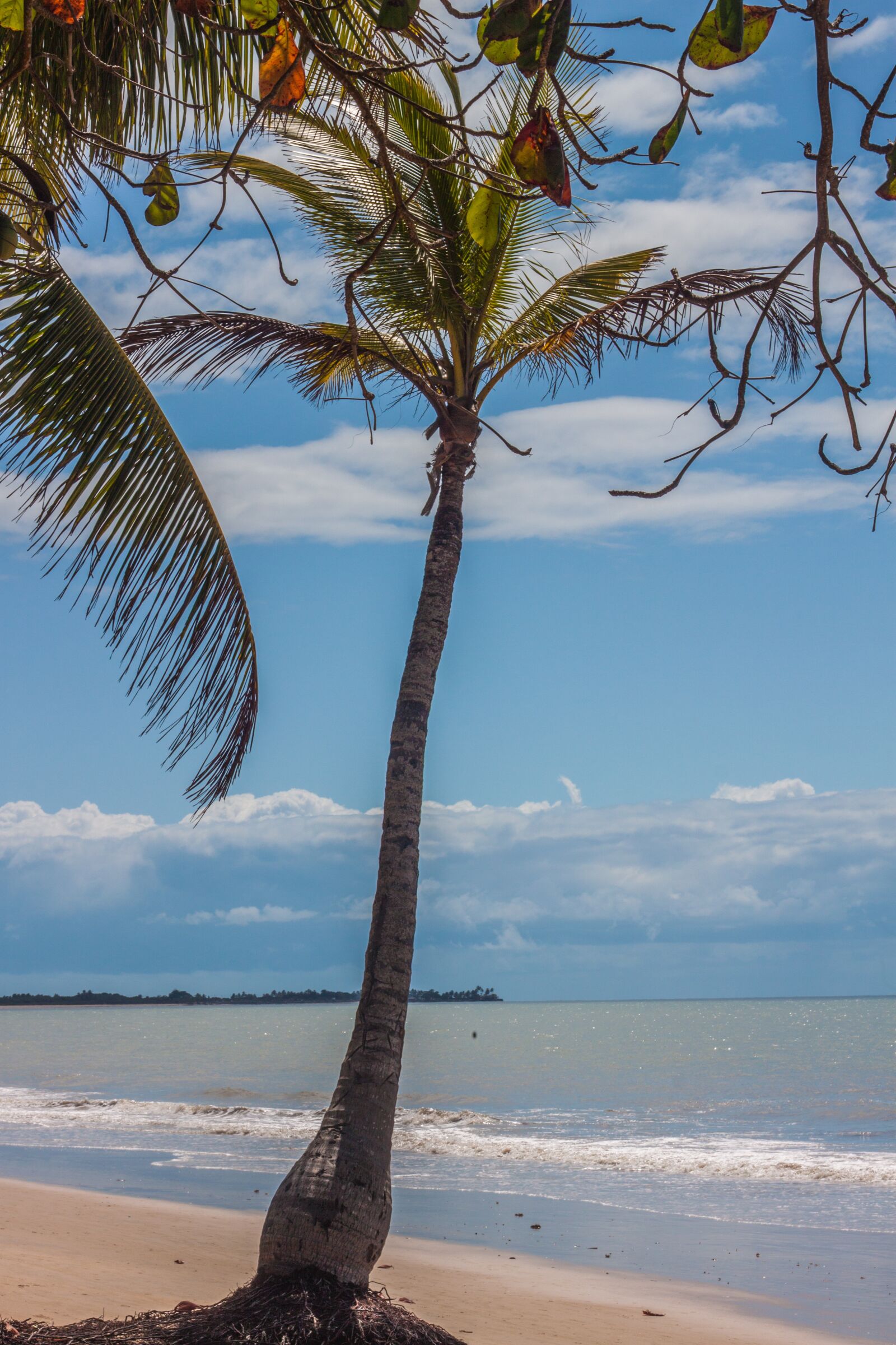 Canon EOS 500D (EOS Rebel T1i / EOS Kiss X3) sample photo. Beach, palm tree, nature photography