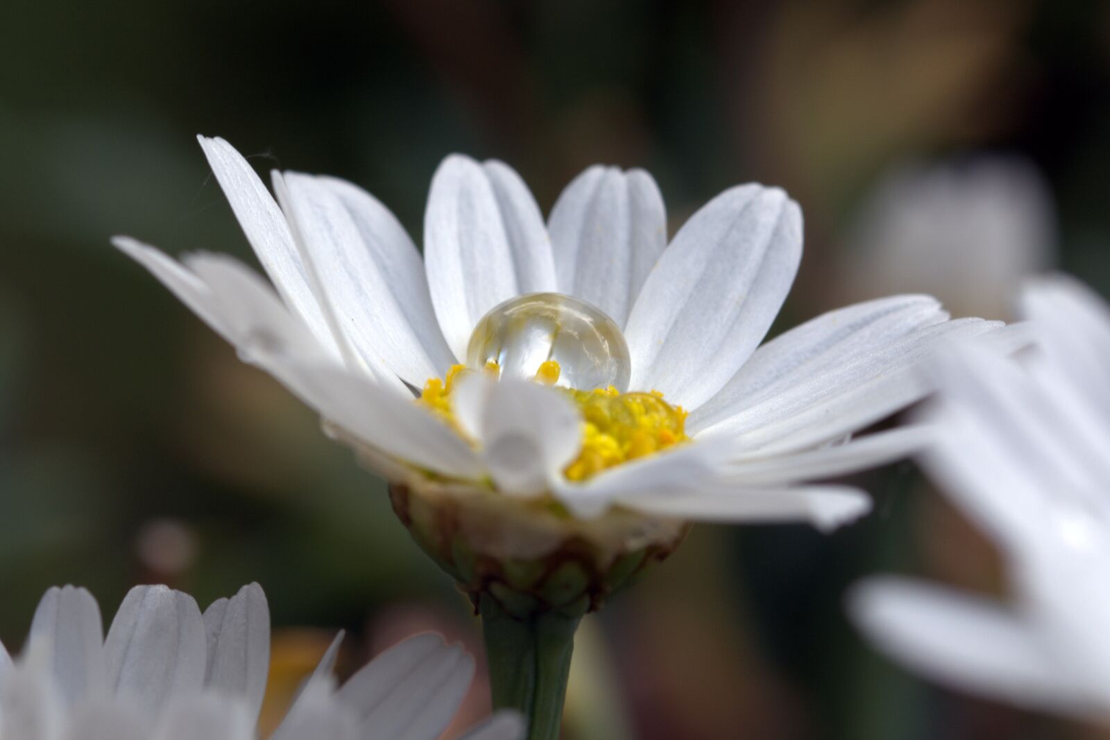 Nikon D5200 sample photo. Drip, macro, flower photography