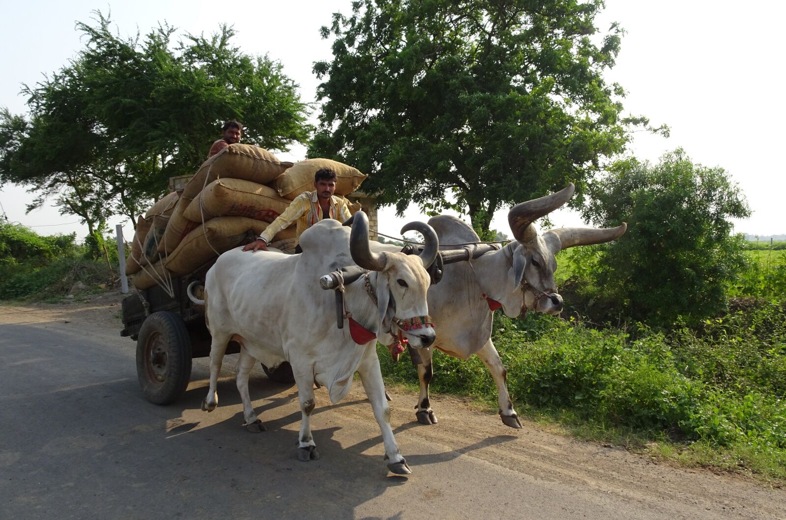 Sony Cyber-shot DSC-HX90V sample photo. Bullock, ox, cart photography