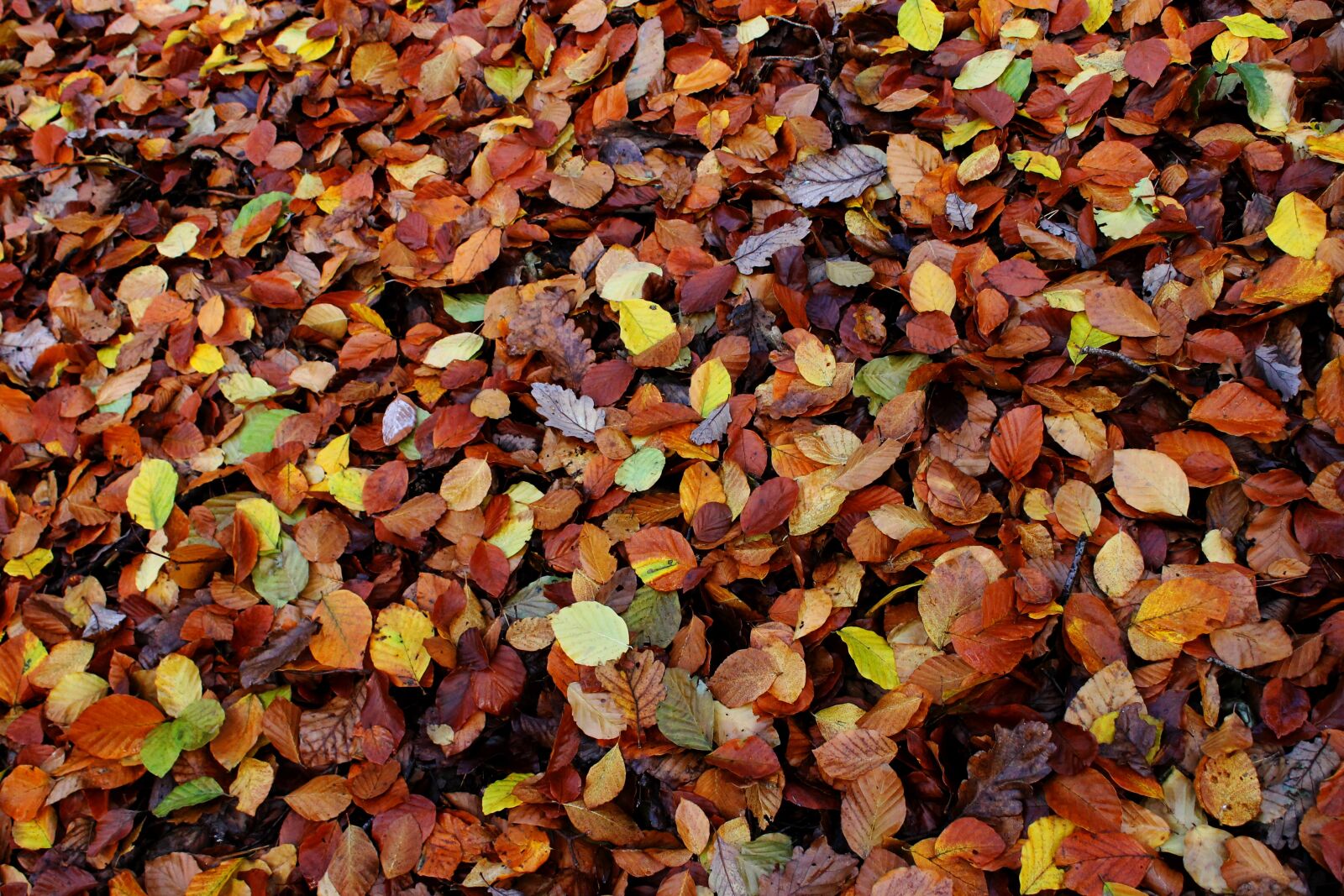 Canon EOS 1100D (EOS Rebel T3 / EOS Kiss X50) sample photo. Autumn, leaves, colorful photography